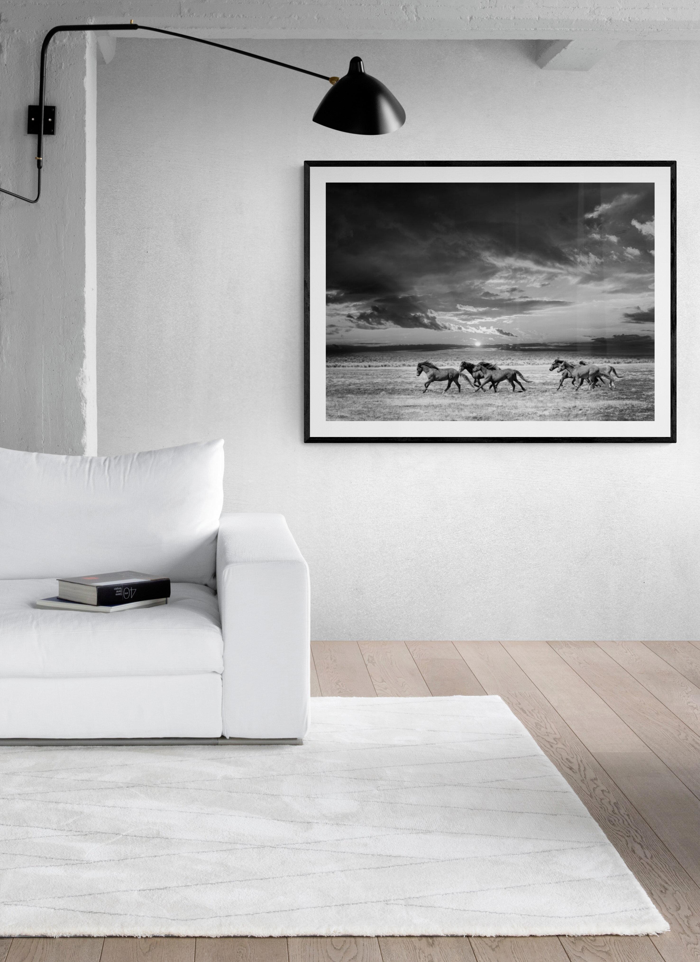 Se trata de una fotografía contemporánea en blanco y negro de mustangs salvajes del norte de California. 
