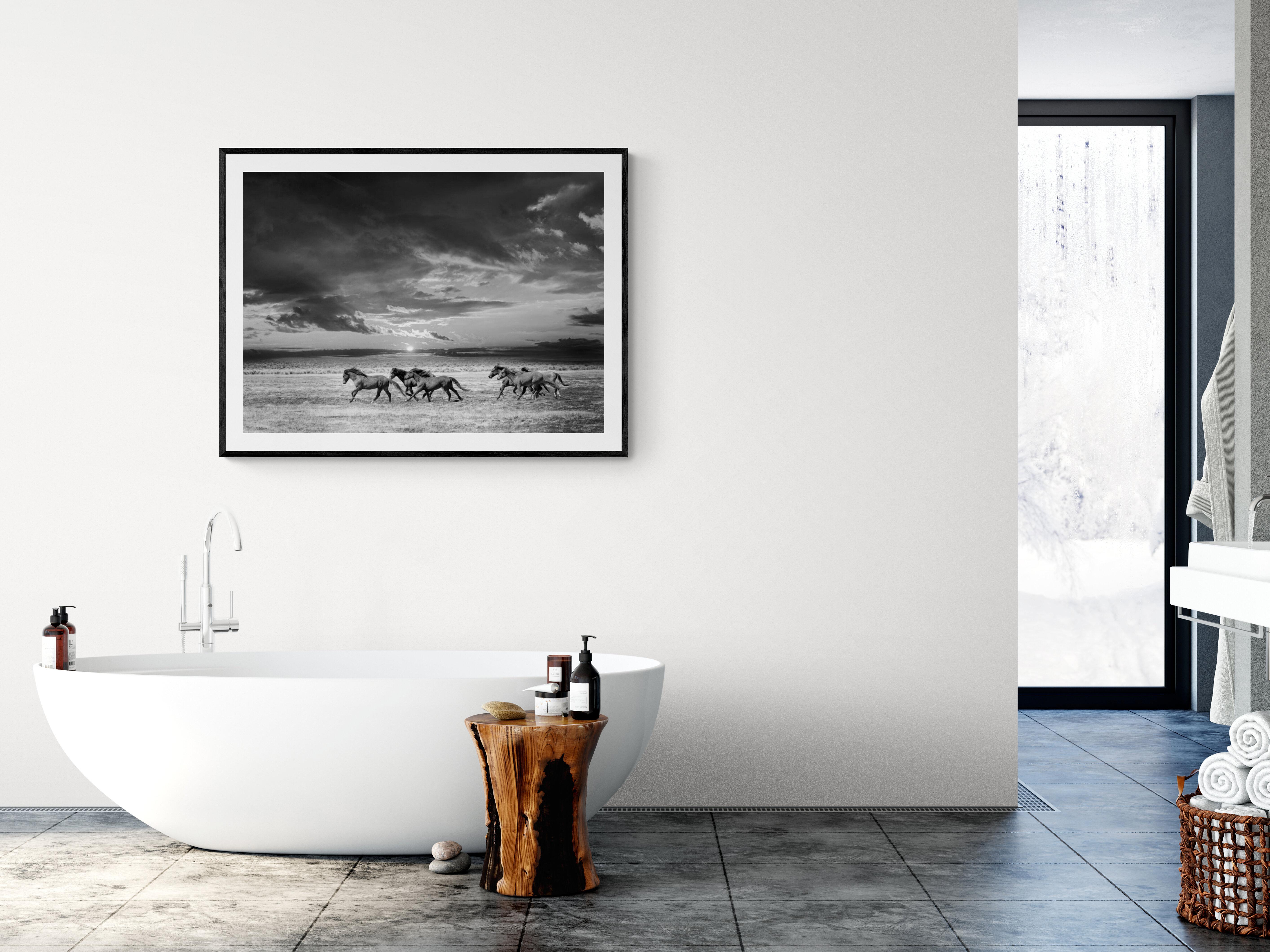 Persiguiendo la luz- Fotografía en blanco y negro 28x40 Caballos salvajes Mustangs Firmado 1