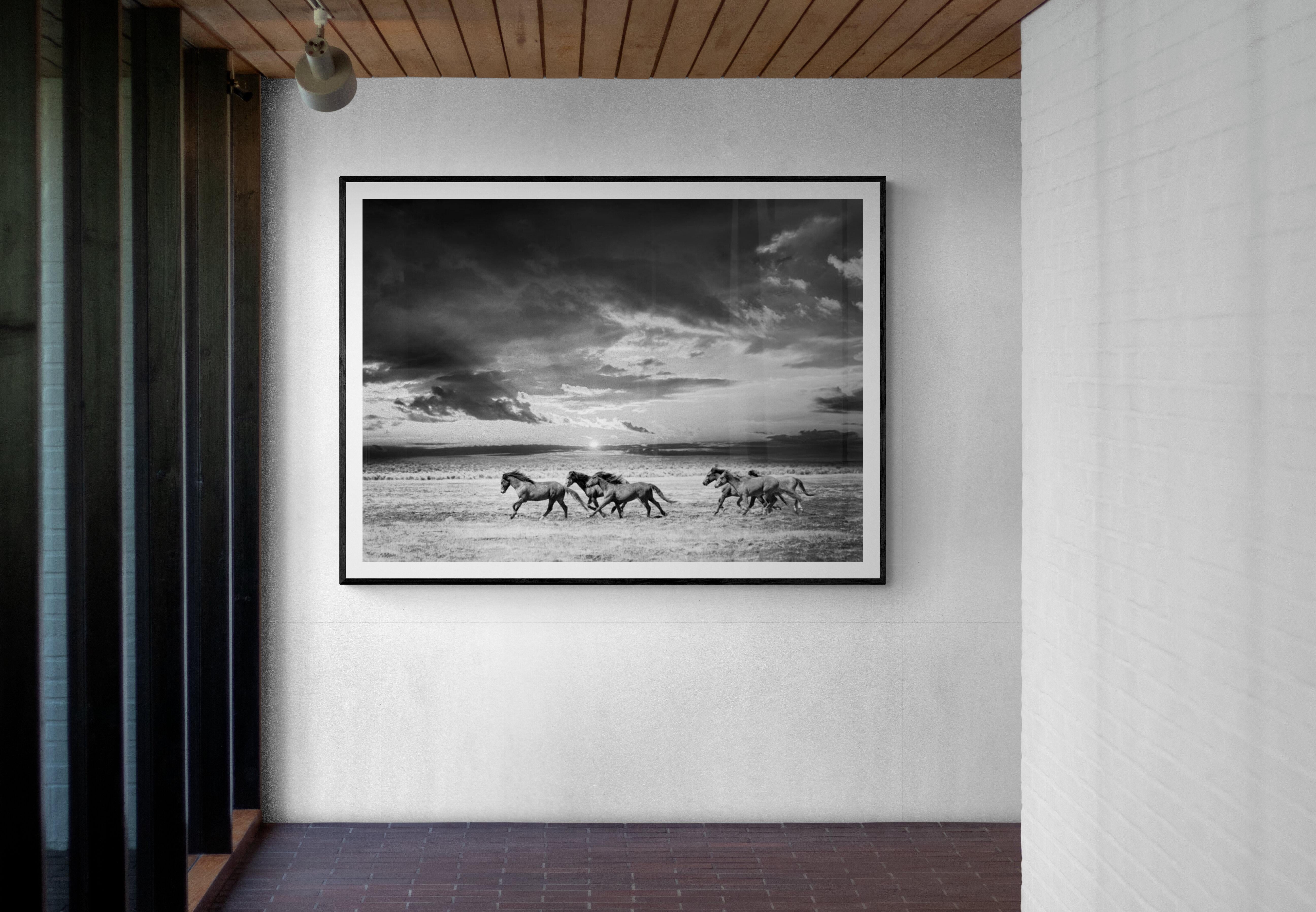 This is a contemporary black and white photograph of Northern California Wild Mustangs. 
