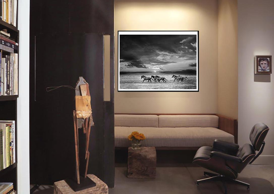 „Chasing the Light“ 36x48 Schwarz-Weiß-Fotografie von Wildpferden, Fotografie 3