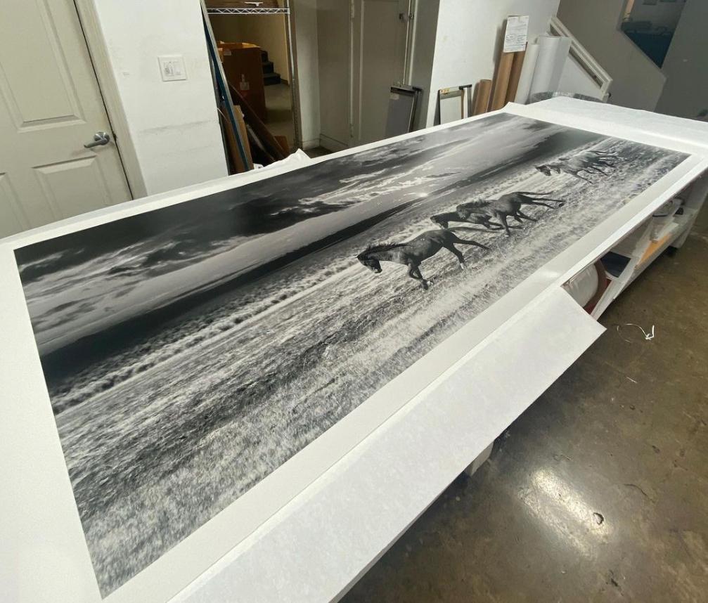 This is a contemporary black and white photograph of Northern California Wild Mustangs. 
