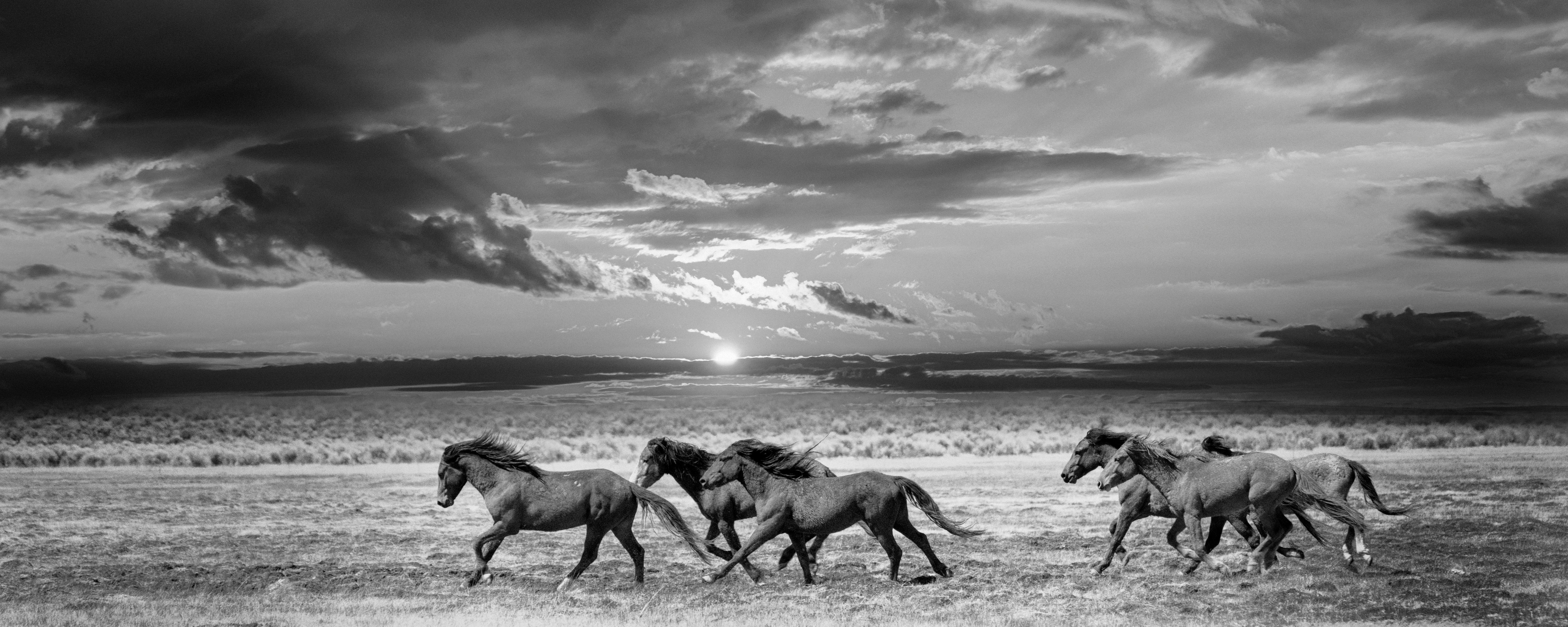 Landscape Photograph Shane Russeck - Chasser la lumière  Photographie 48x120 B&W - Chevaux sauvages - Mustangs