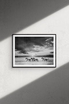 Chasing the Light- 60x40 Fotografia in bianco e nero Cavalli selvaggi Mustangs Non firmato
