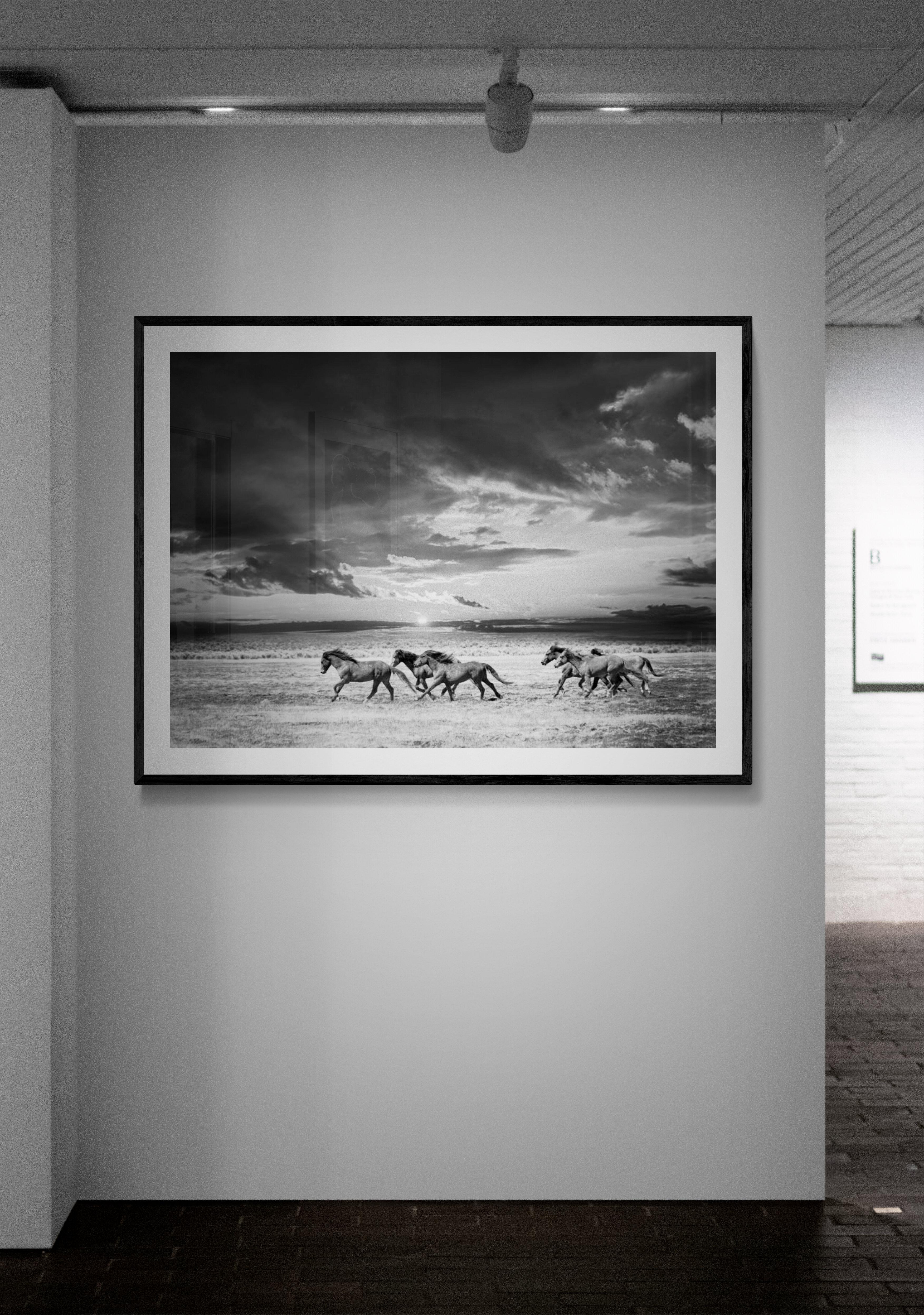 Se trata de una fotografía contemporánea en blanco y negro de mustangs salvajes del norte de California. 
 