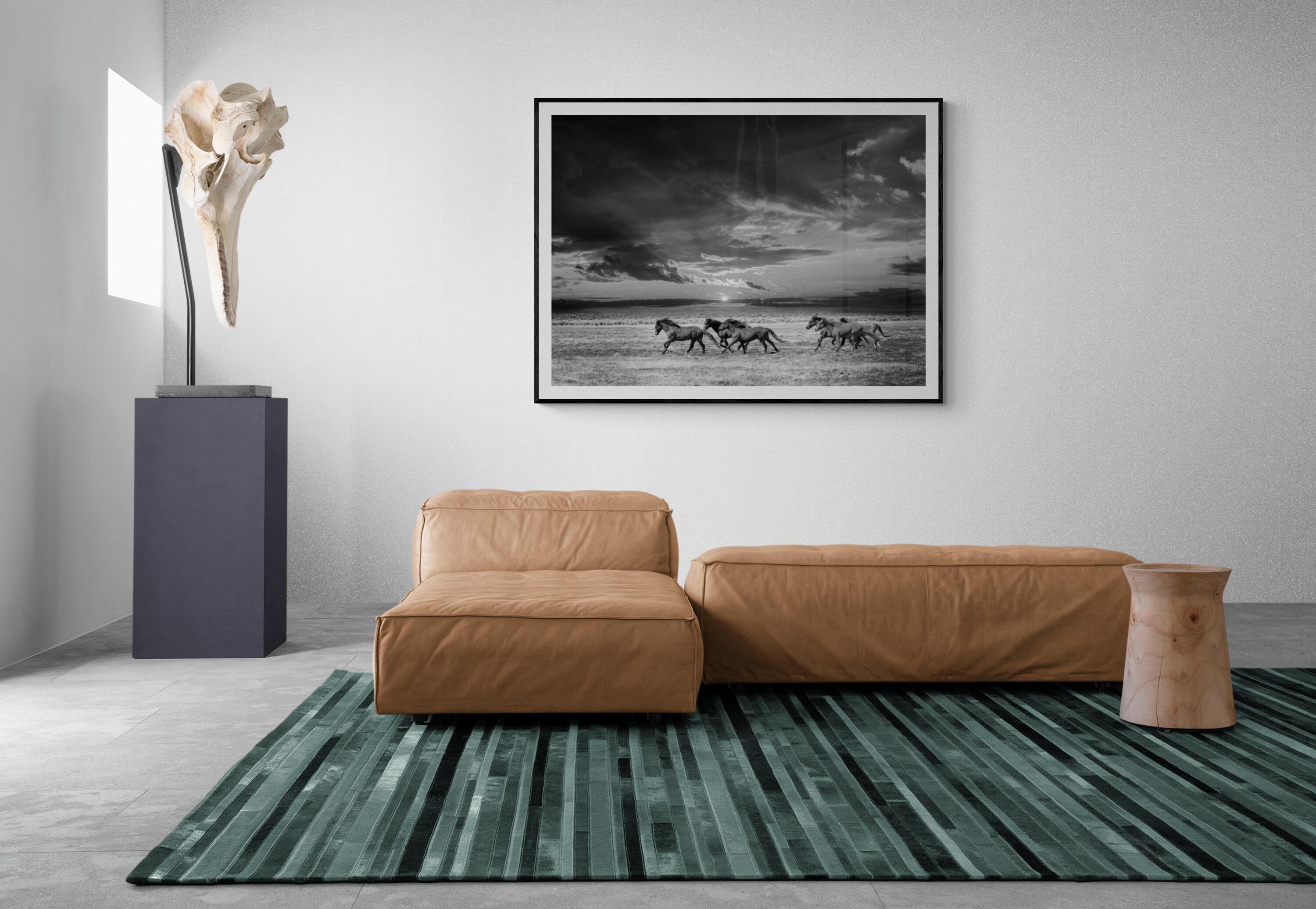 Chasing the Light- 60x40 Fotografia in bianco e nero Cavalli selvaggi Mustangs Non firmato 4