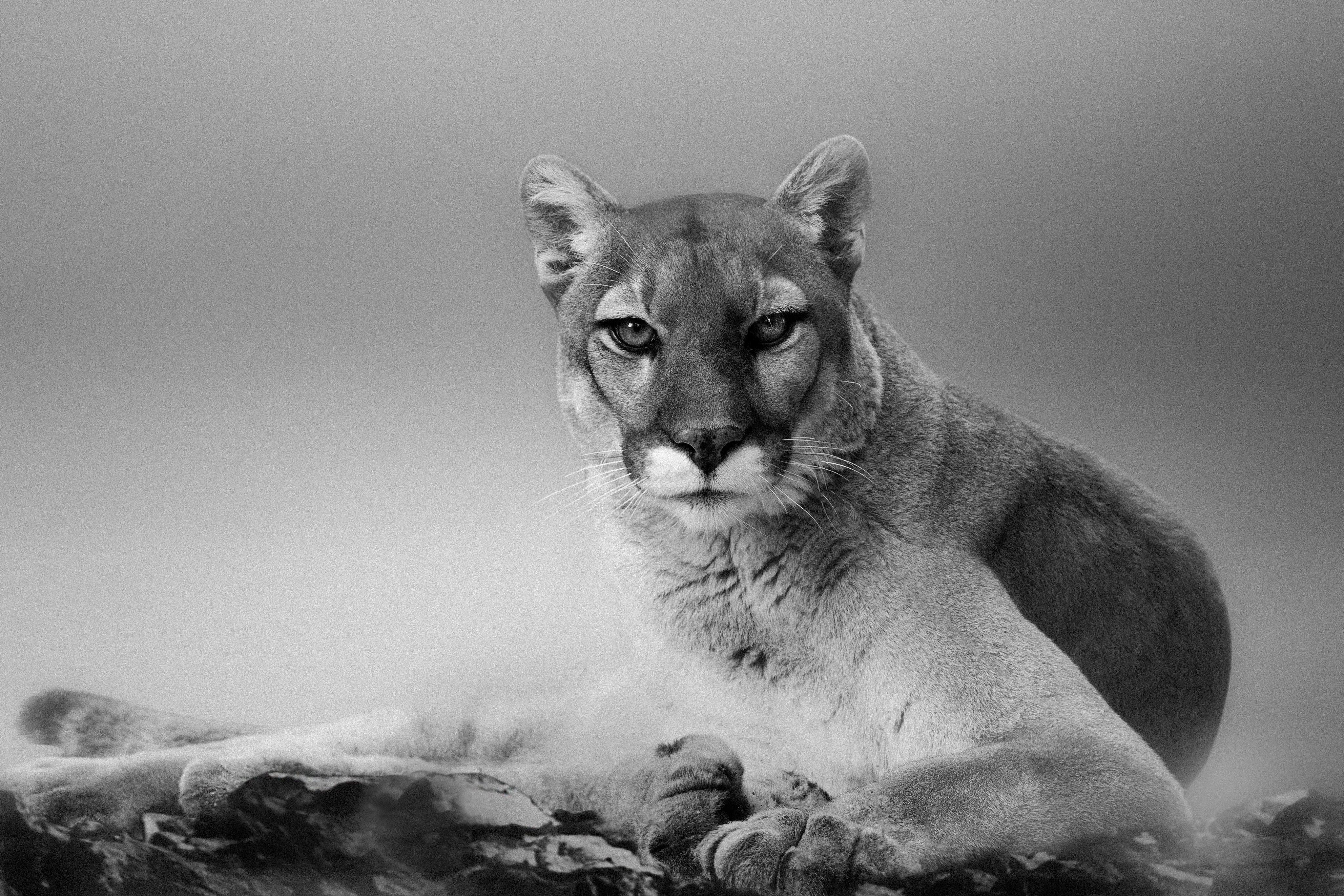 Black and White Photograph Shane Russeck - Impression au Cougar 24x36 cm - Photographie d'art d'un lion de montagne, Cougar Western Art