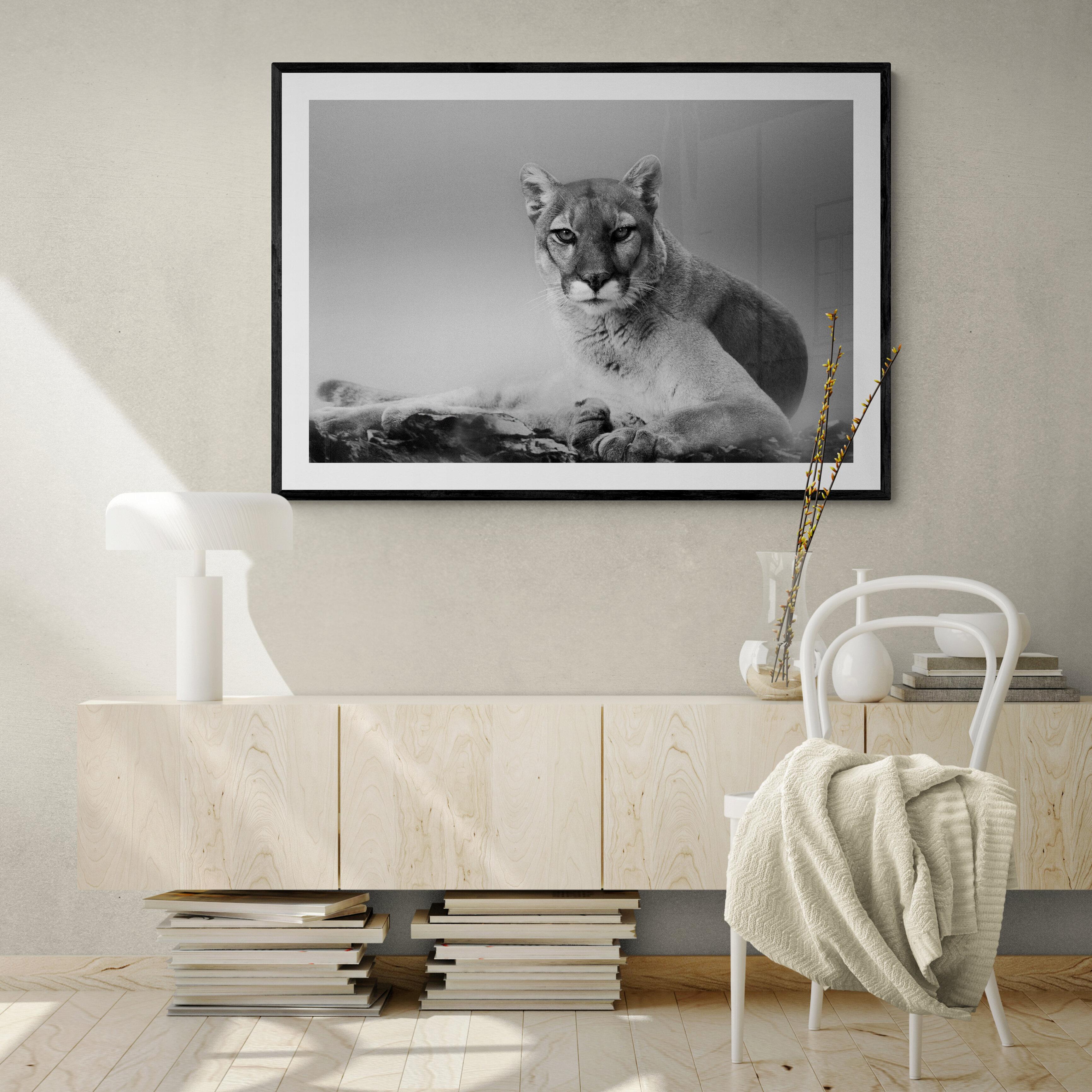 Impression au cigare 36x48 - Photographie d'art d'un lion de montagne - Art noir et blanc  - Gris Animal Print par Shane Russeck