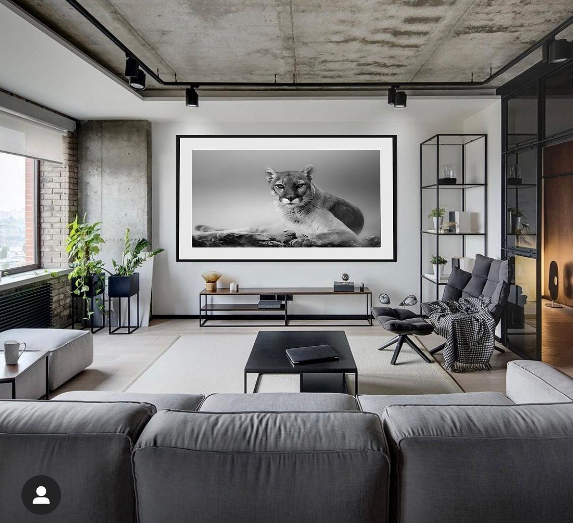Cougar-Druck 36x48 - Fine Art-Fotografie eines Berglöwen, unsigniert – Photograph von Shane Russeck