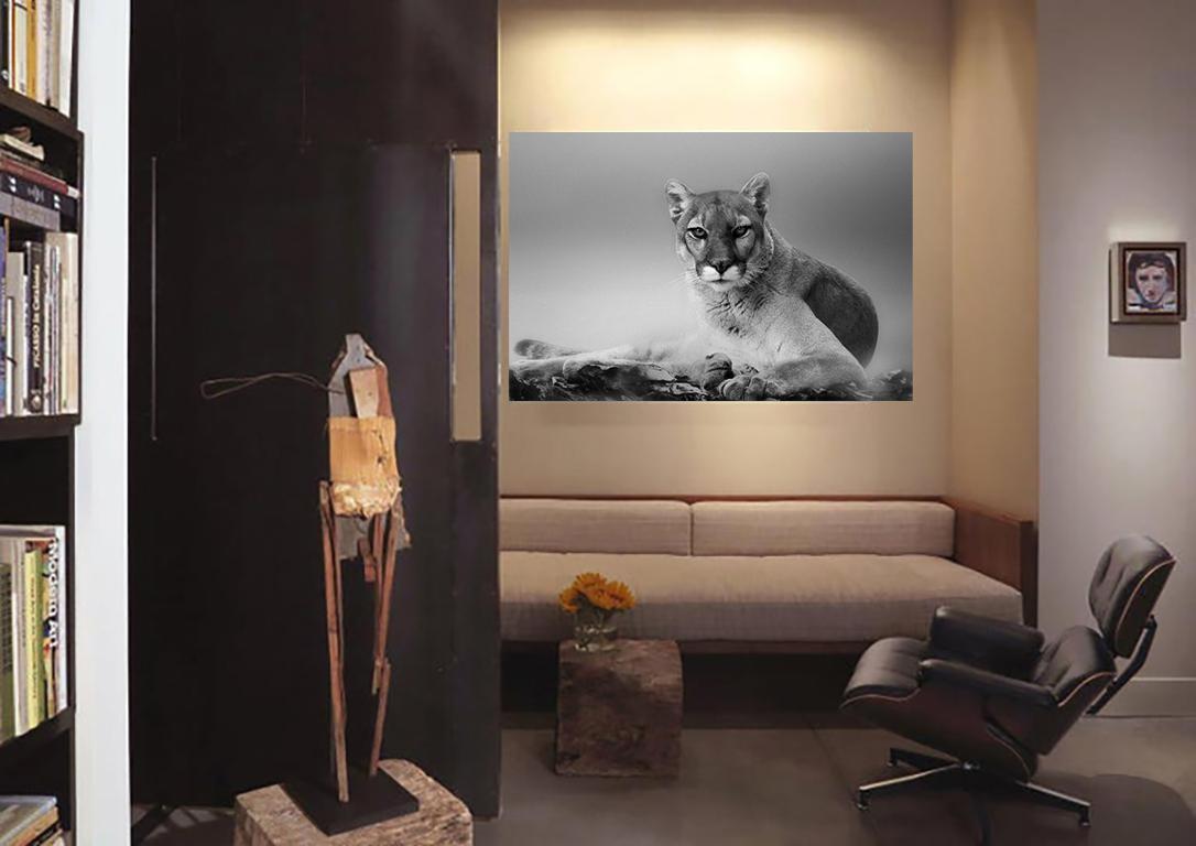Impression au Cougar 40x60 - Photographie d'art d'un lion de montagne, non signée  - Print de Shane Russeck