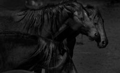 Dark Horses 36x48 - Black and White Photography of Wild Horses Photograph Art