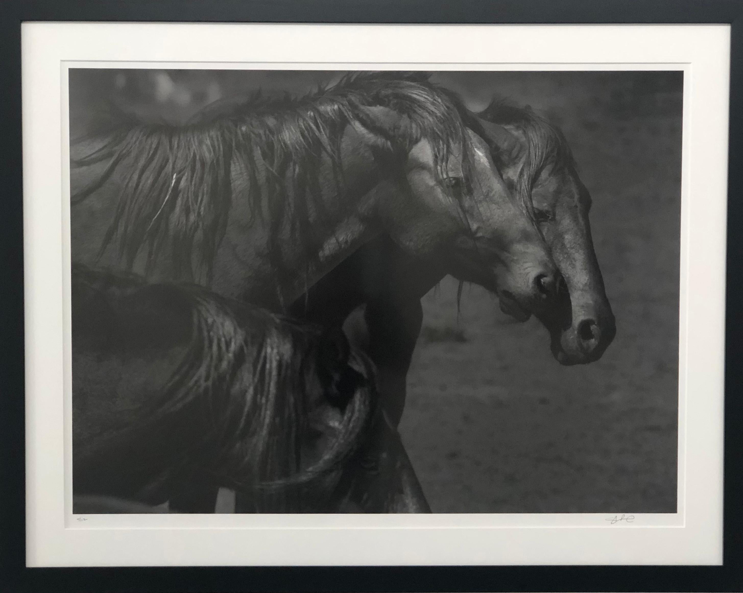 Dunkle Pferde „36x48“ Schwarz-Weiß-Fotografie Wildpferde, Senf, Fotografie – Print von Shane Russeck