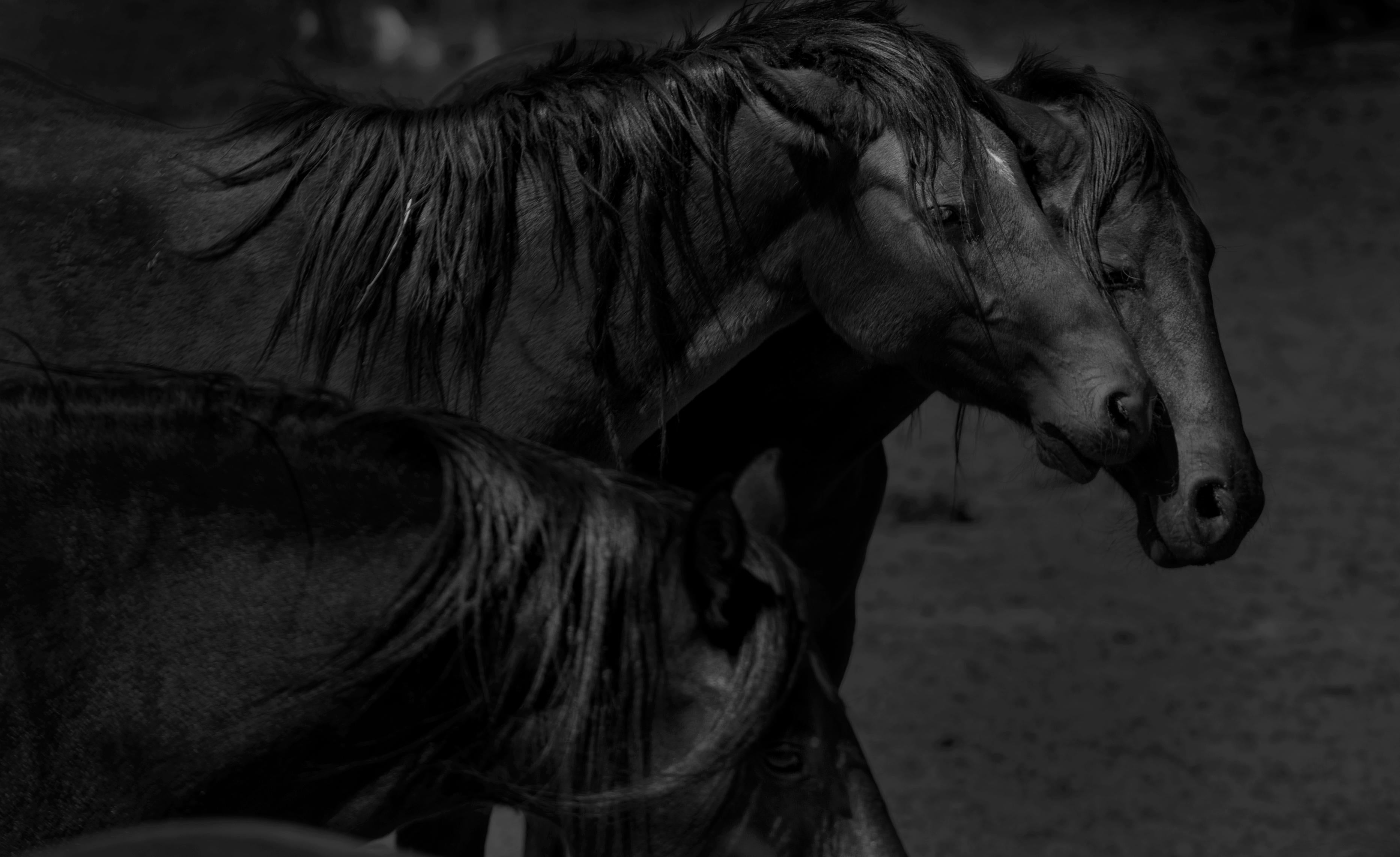 Shane Russeck Animal Print – Dunkle Pferde „36x48“ Schwarz-Weiß-Fotografie Wildpferde, Senf, Fotografie