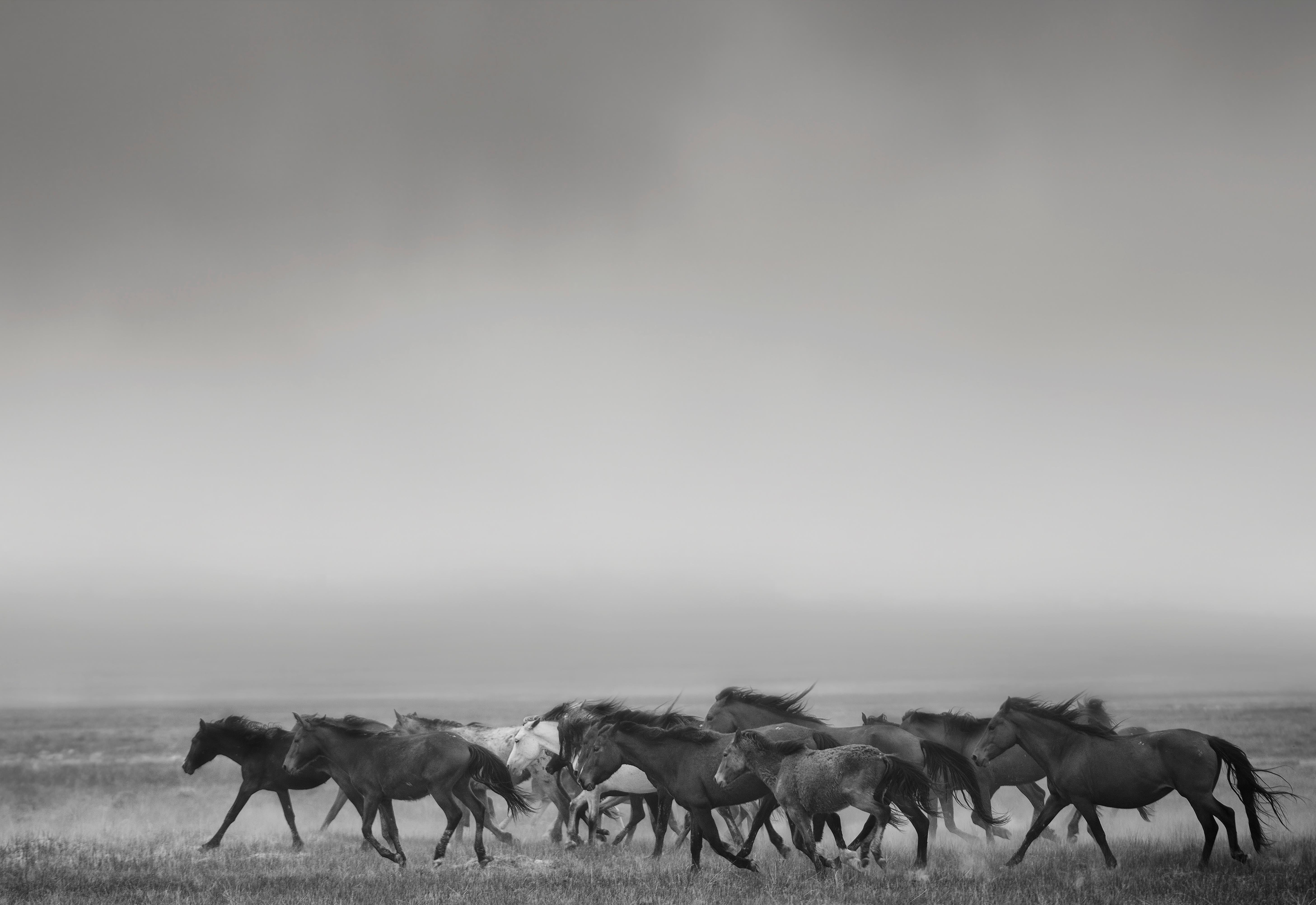 Shane Russeck Black and White Photograph – „Dream State“ – 40x50 Schwarz-Weiß-Fotografie mit Wildpferden in Senf, signiert