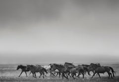 „Dream State“ – 40x50 Schwarz-Weiß-Fotografie mit Wildpferden in Senf, signiert