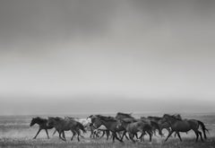 "Dream State" - 40x50 Black and White Photography Wild Horses Mustangs Unsigned