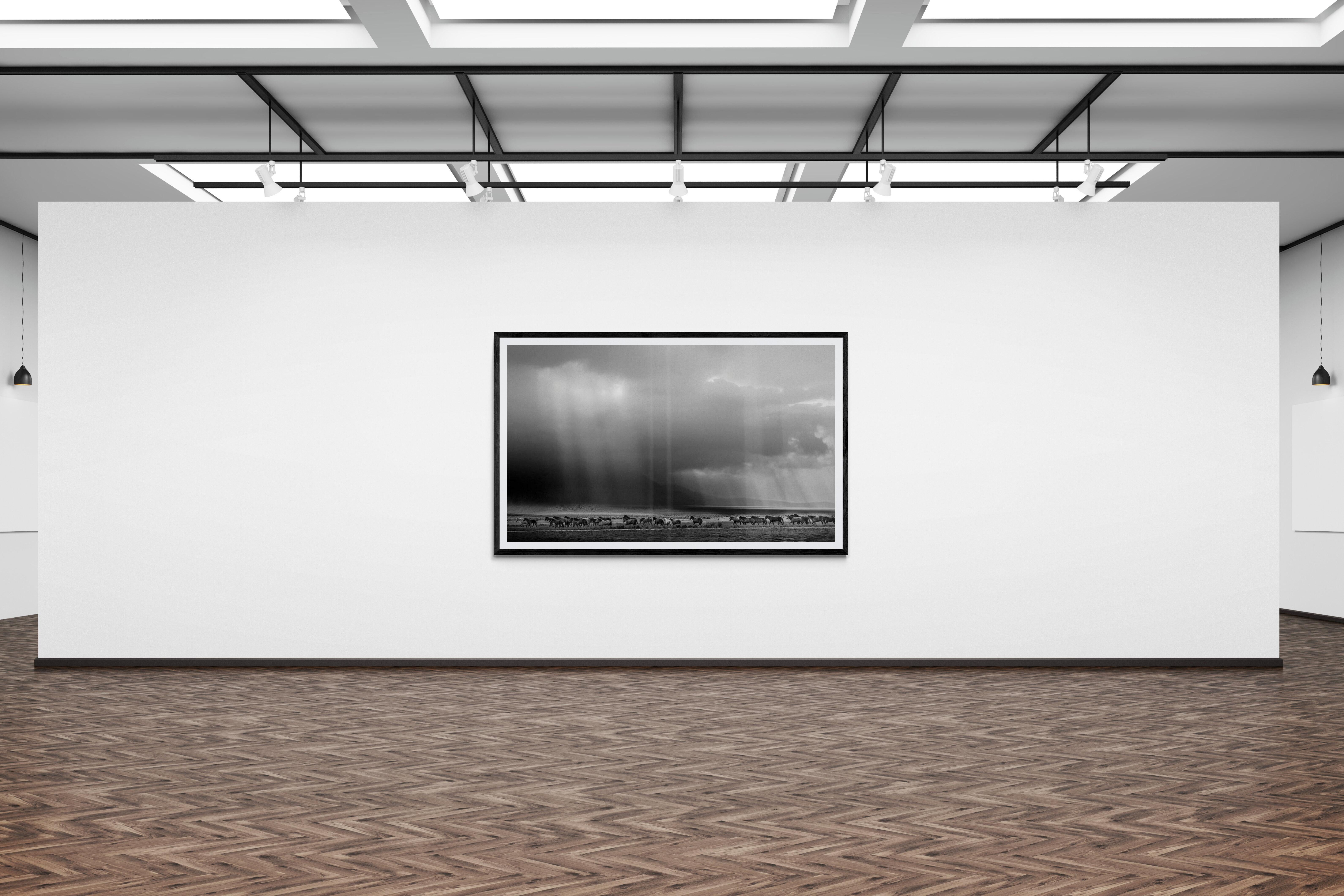 „Dream State“ – 50x90 Schwarz-Weiß-Fotografie mit Wildpferden, Senf, signiert im Angebot 4