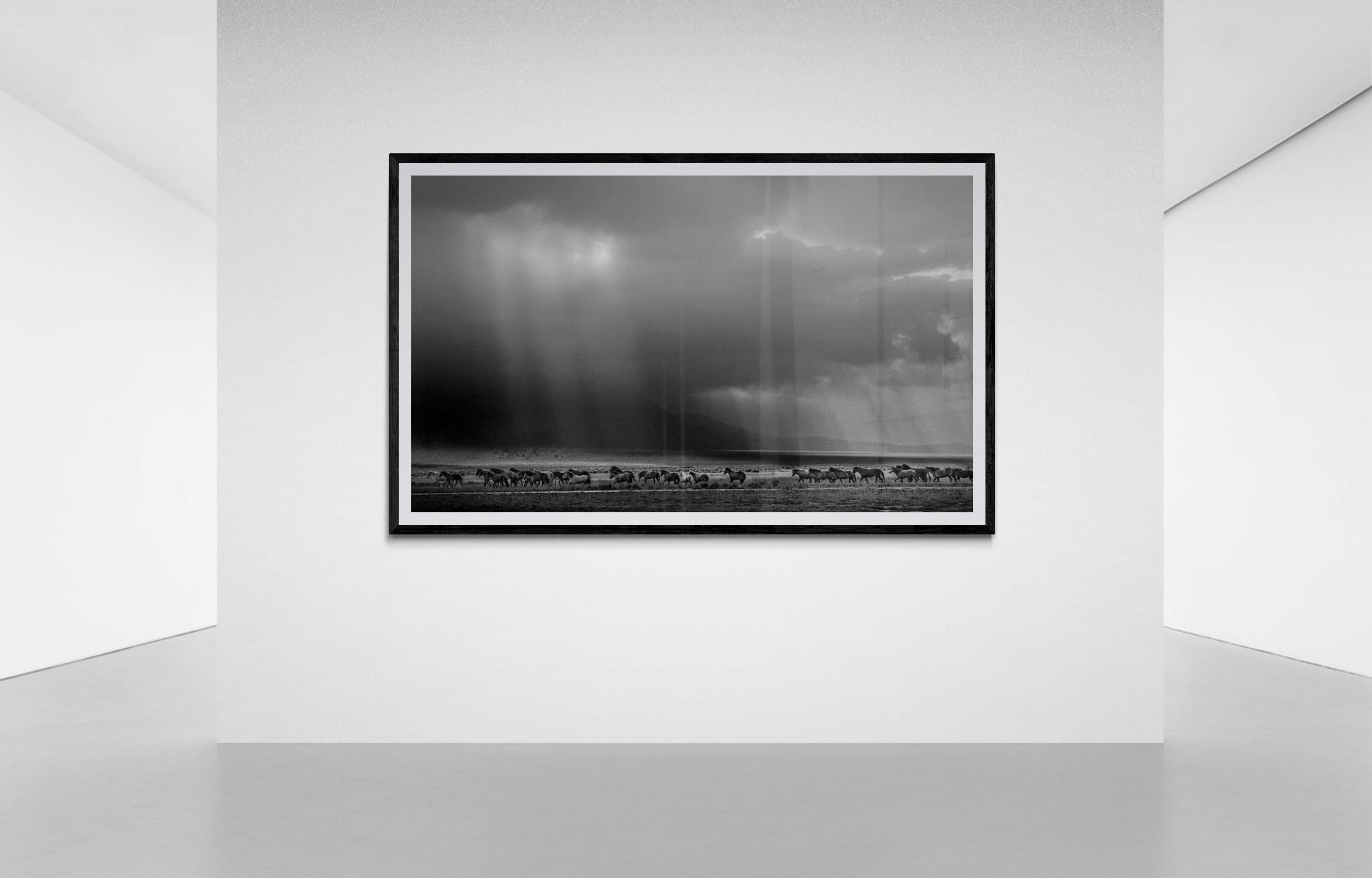 „Dream State“ – 50x90 Schwarz-Weiß-Fotografie mit Wildpferden, Senf, unsigniert 2
