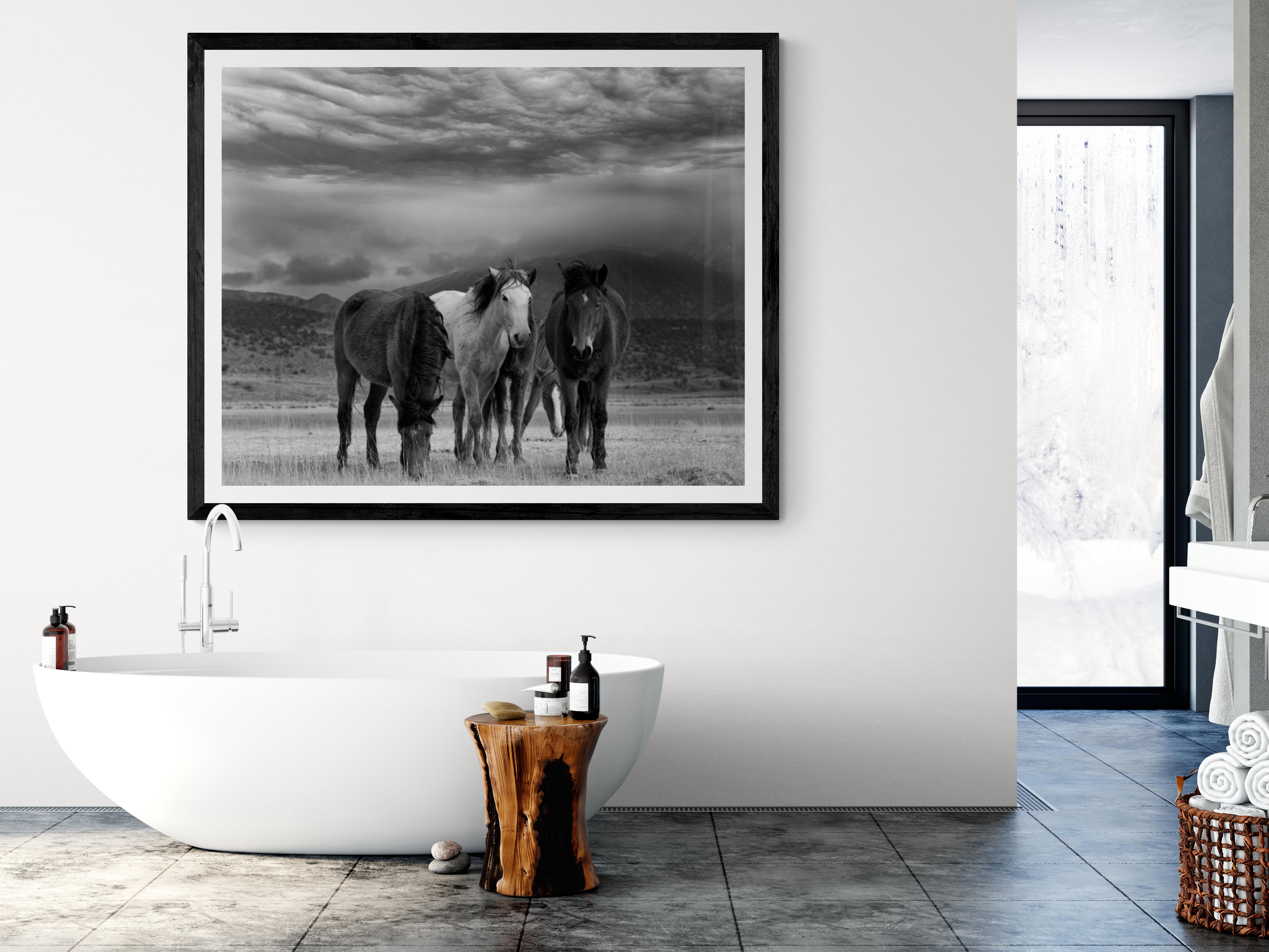 Polvere e cavalli 28x40 Fotografia in bianco e nero Cavalli selvaggi Mustang, firmata - Black and White Photograph Grigio di Shane Russeck