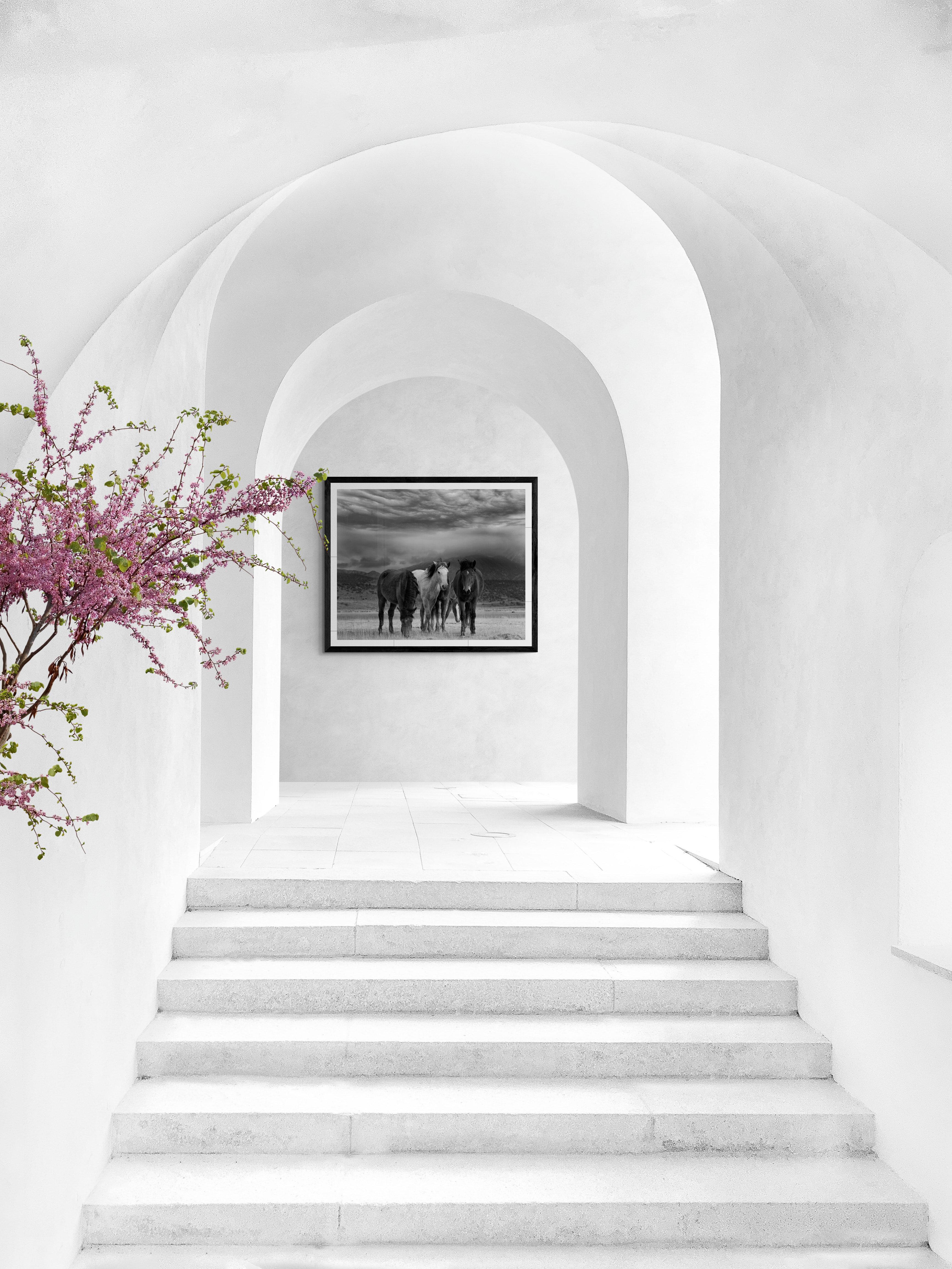 Polvere e cavalli 28x40 Fotografia in bianco e nero Cavalli selvaggi Mustang, firmata 2