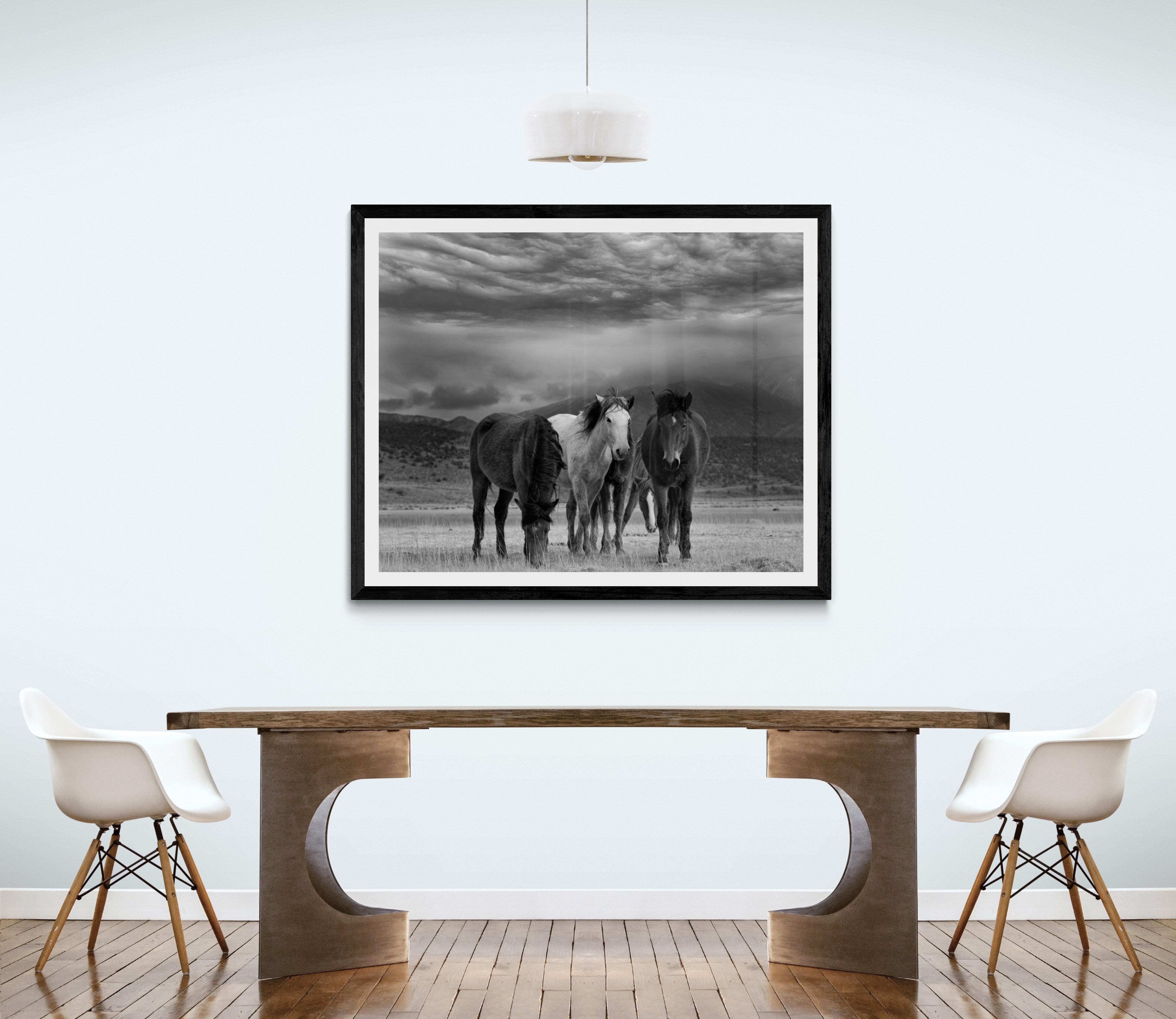 « Duvet et chevaux », photographie en noir et blanc 45x60, Art des chevaux sauvages moutardes - Photograph de Shane Russeck