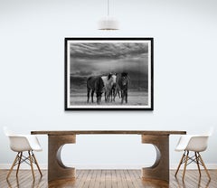 « Duvet et chevaux », photographie en noir et blanc 45x60, Art des chevaux sauvages moutardes