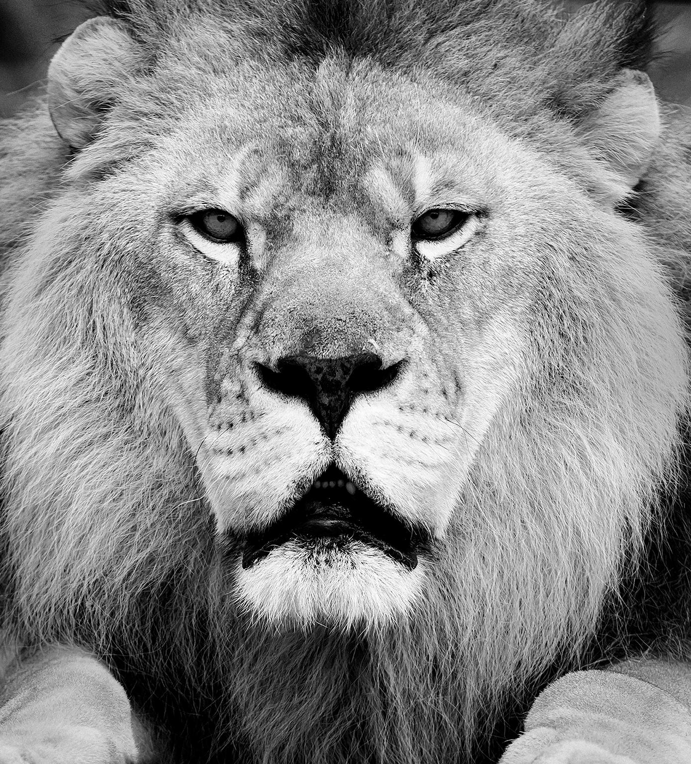 Shane Russeck Animal Print - "Face Off" 24x36  - Black & White Photography, Lion Photograph Africa Fine Art