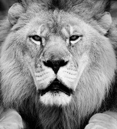 « Face Off » 24x36  - Photographie en noir et blanc, Lion Photographie Afrique Fine Art