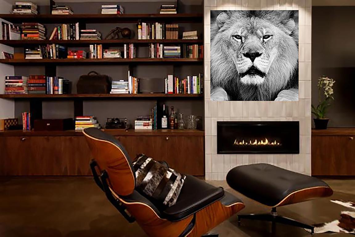 „Face Off“ „30x40“ – Schwarz-Weiß-Fotografie, Löwenfotografie, afrikanische Kunst – Print von Shane Russeck