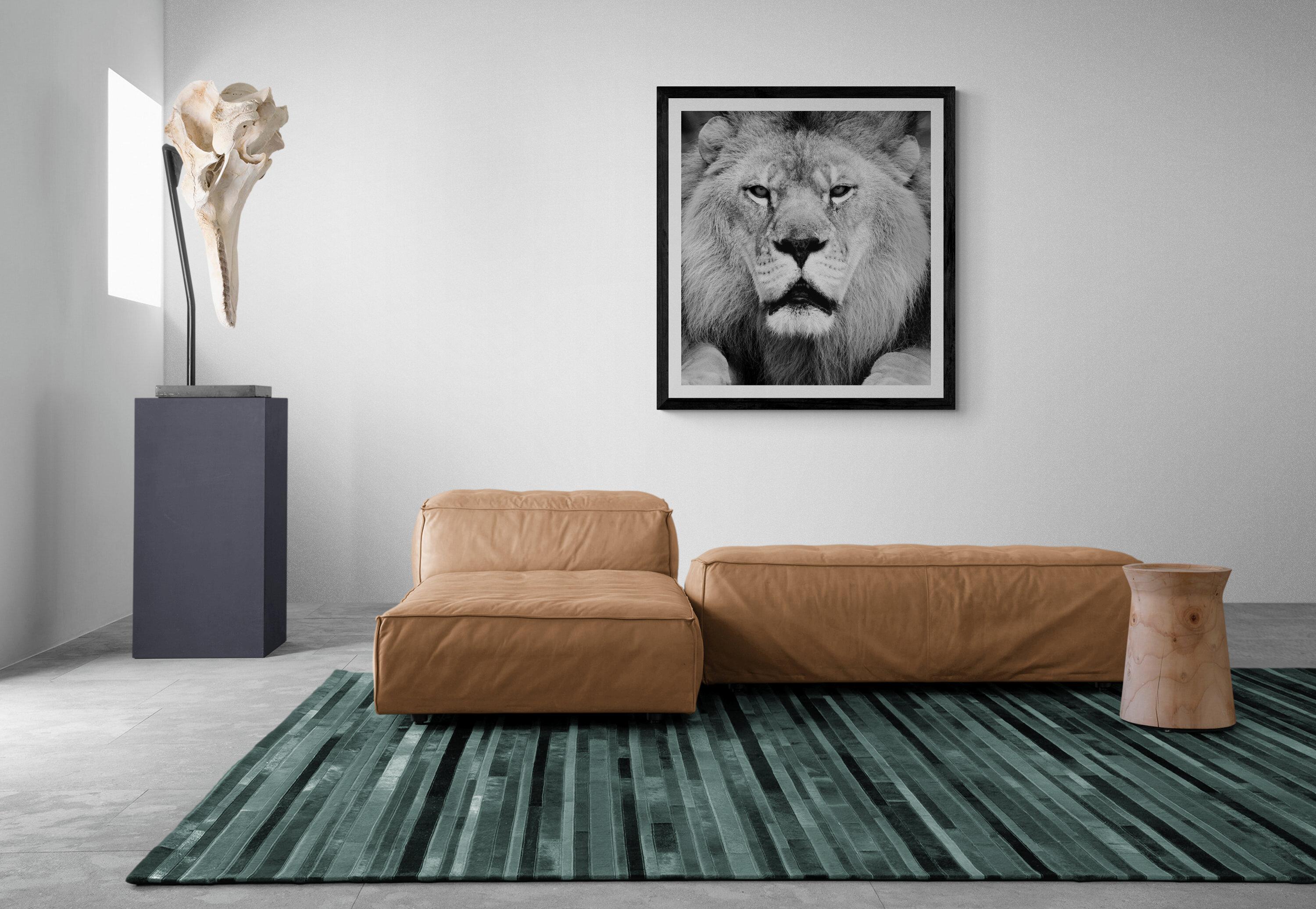 Il s'agit d'une photographie contemporaine en noir et blanc d'un lion d'Afrique, réalisée par Shane Russeck. 
36x48 édition de 12
Signé et numéroté 
Imprimé sur du papier d'archives et avec des encres d'archives.
Encadrement disponible.