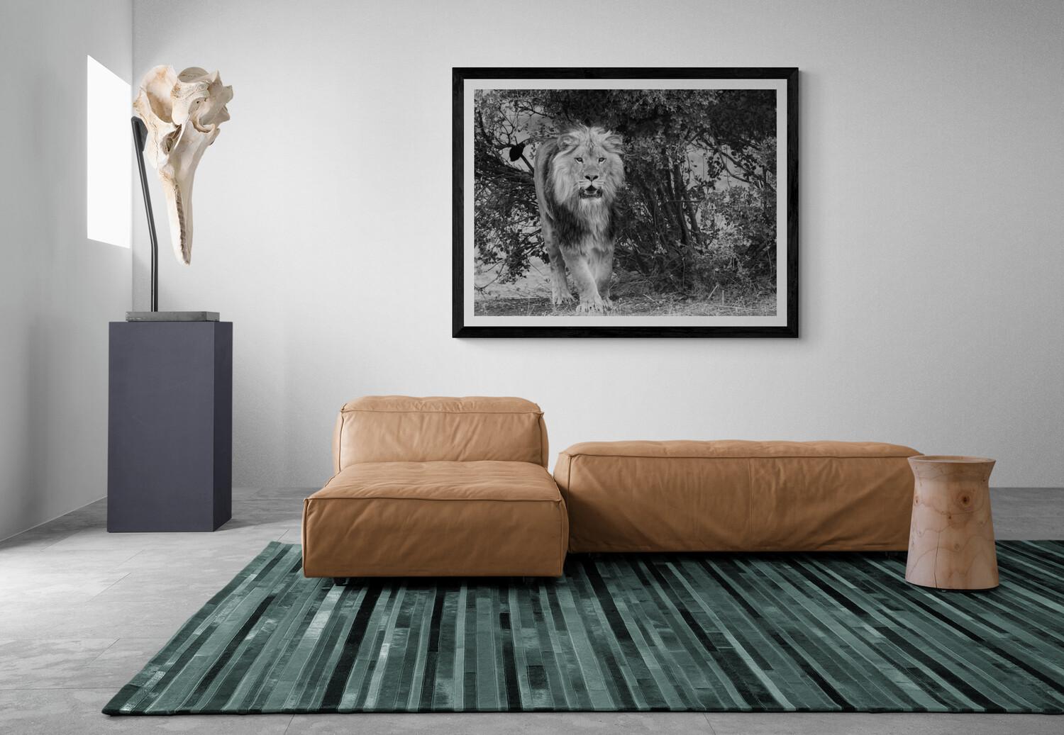 This is a contemporary photograph of an African Lion shot by Shane Russeck
36x48  
Unsigned
Printed on archival luster paper.  

Shane Russeck has built a reputation for capturing America's landscapes, cultures and endangered animals. Born in