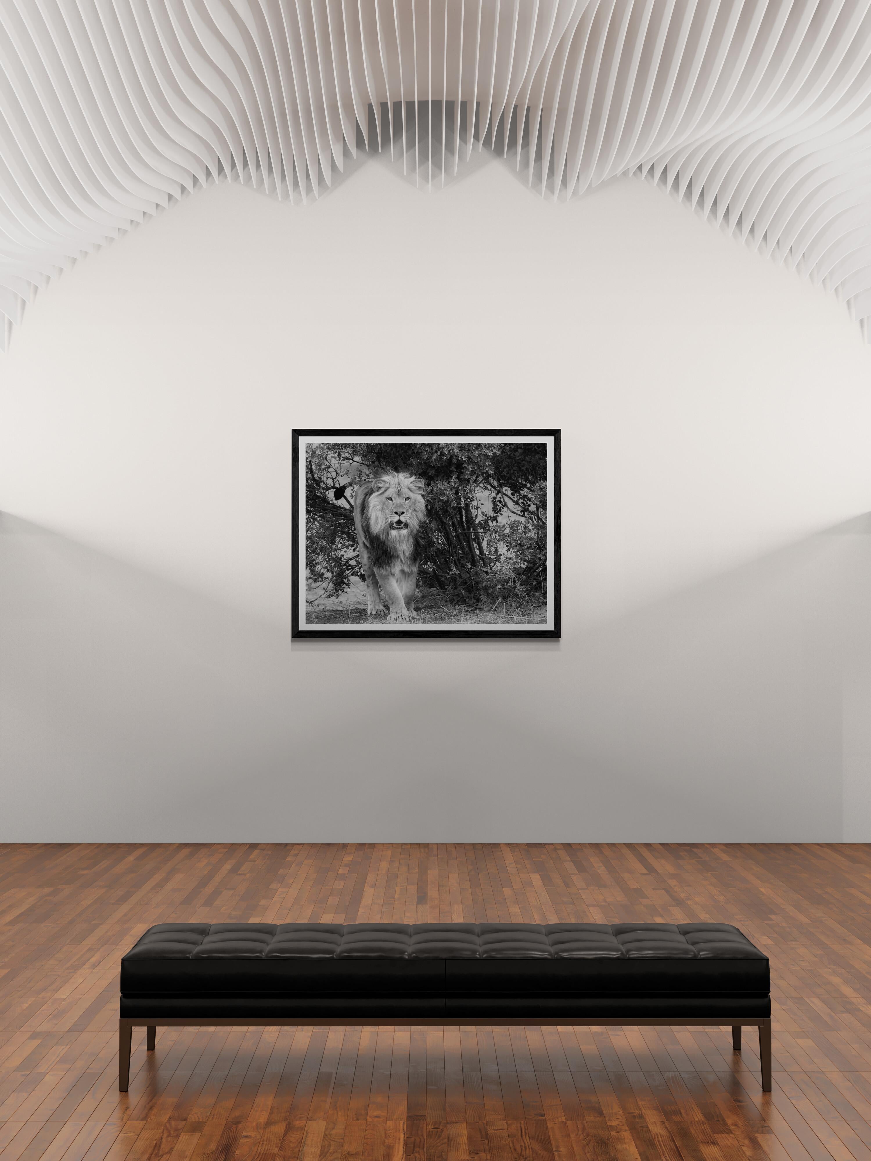 „From the Brush“ Schwarz-Weiß-Löwenfotografie-Fotografie 40x60 – Photograph von Shane Russeck