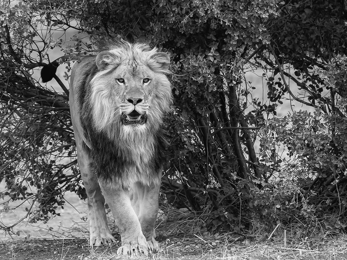 Animal Print Shane Russeck - "From the Brush" 40x60 Photographie en noir et blanc d'un lion Signée 