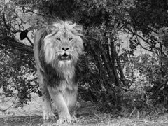 "From the Brush" 40x60 Photographie en noir et blanc d'un lion Signée 