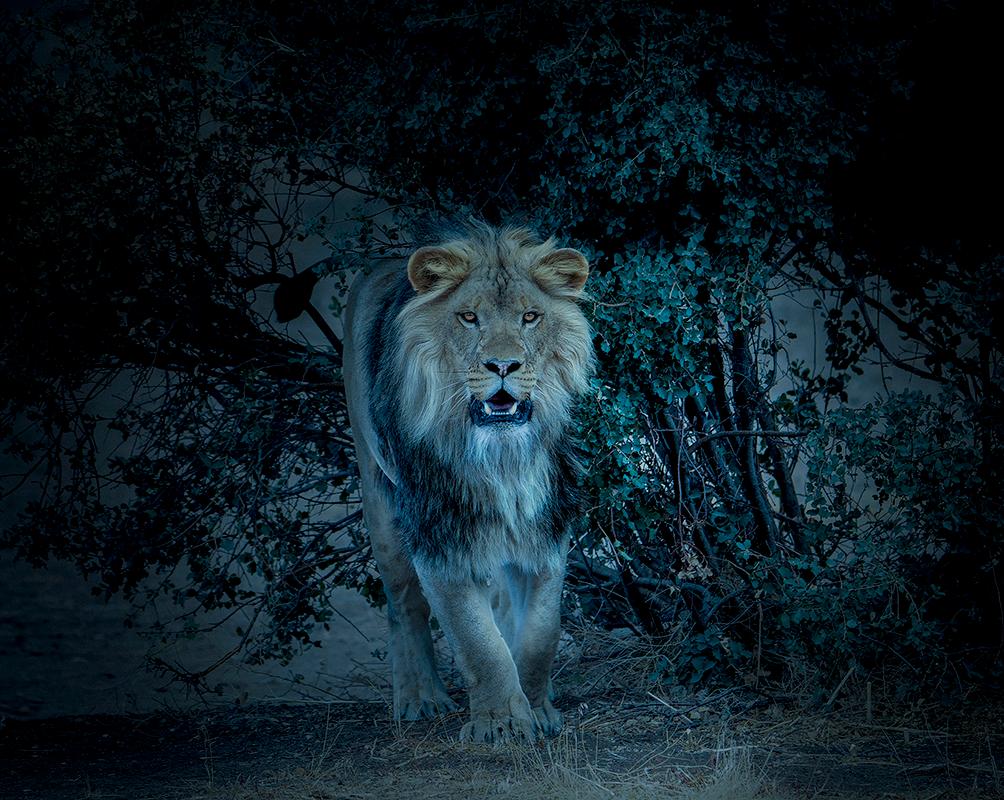  "From the Bush" 40x40 - Lion  Photography, Photograph, Fine Art, Africa - Print by Shane Russeck