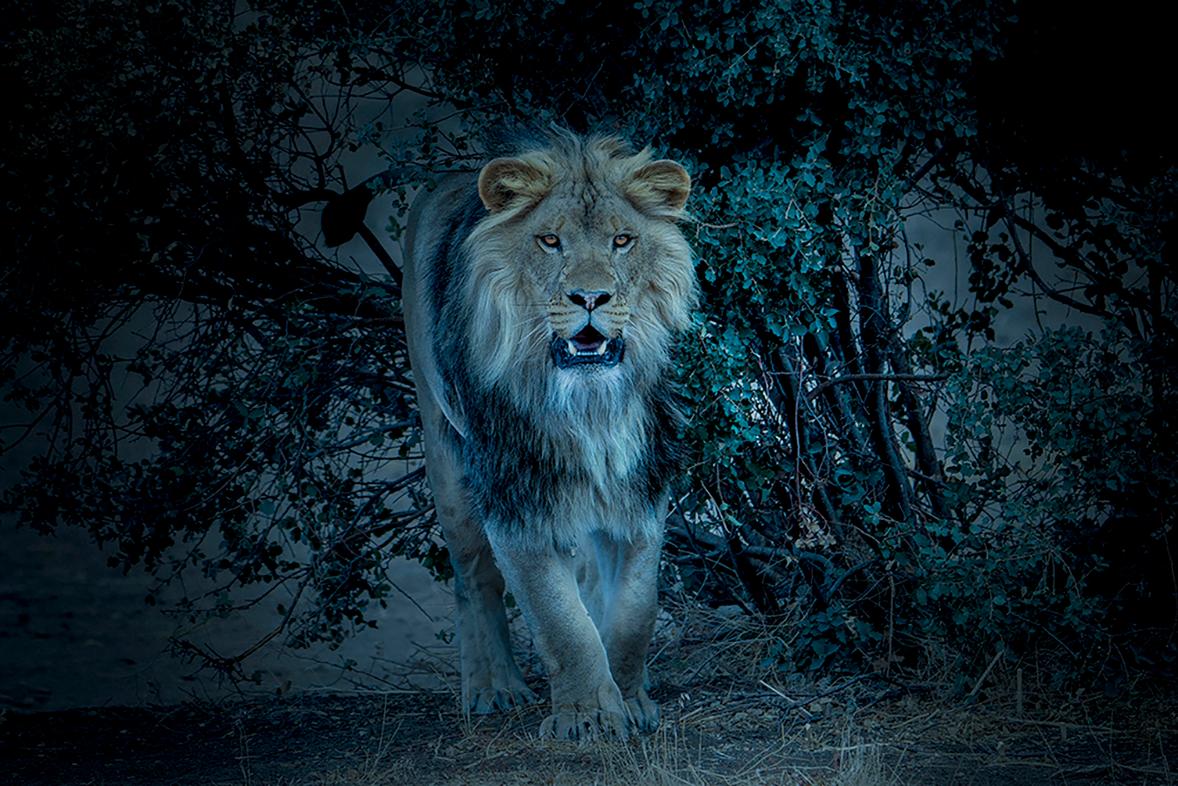Shane Russeck Color Photograph -  "From the Bush" 50x60 - Lion Photography, Photograph, Fine Art, Africa