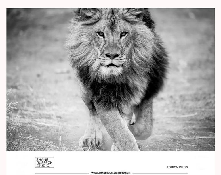 Shane Russeck Animal Print - Gallery Exhibition Poster- LION Photography Black and White Photograph Fine Art