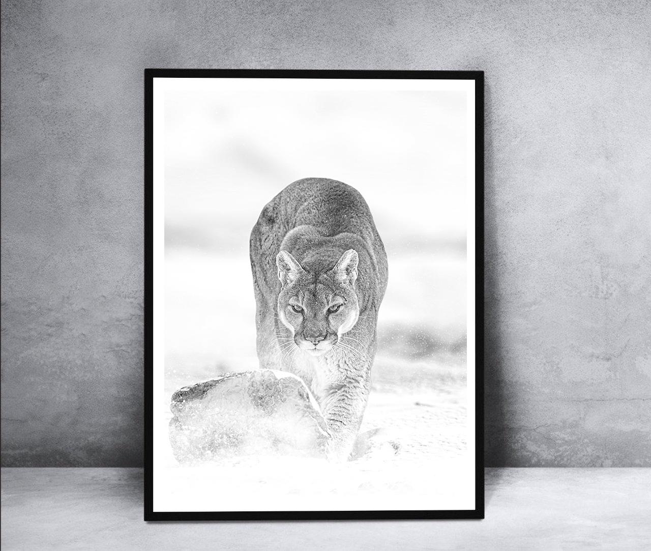 Photographie « Ghost of the Mountain » (Le fantôme de la montagne) 40x60 - Art de la photographie de lion cougar - Gris Black and White Photograph par Shane Russeck