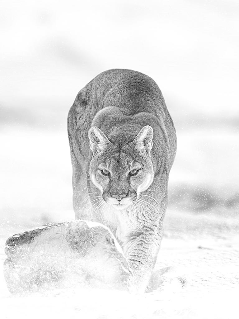 Black and White Photograph Shane Russeck - « Ghost of the Mountain », photographie 40x60 représentant un lion cougar, non signée