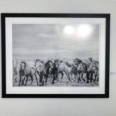 "Go West"  36x48 Black & White Photography of Wild Horses Mustangs - Unsigned