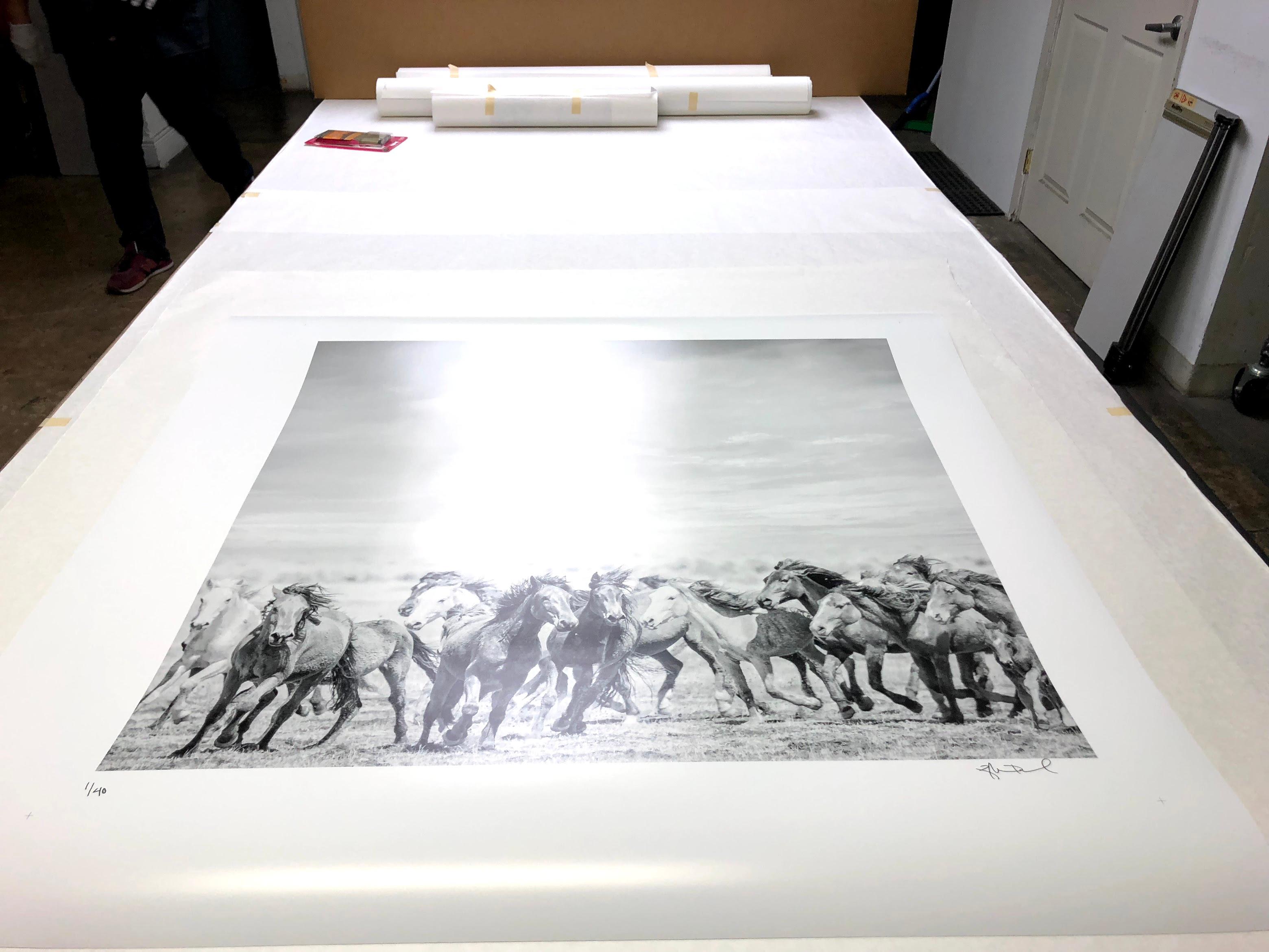 Questa è una fotografia contemporanea in bianco e nero di cavalli selvaggi. 
