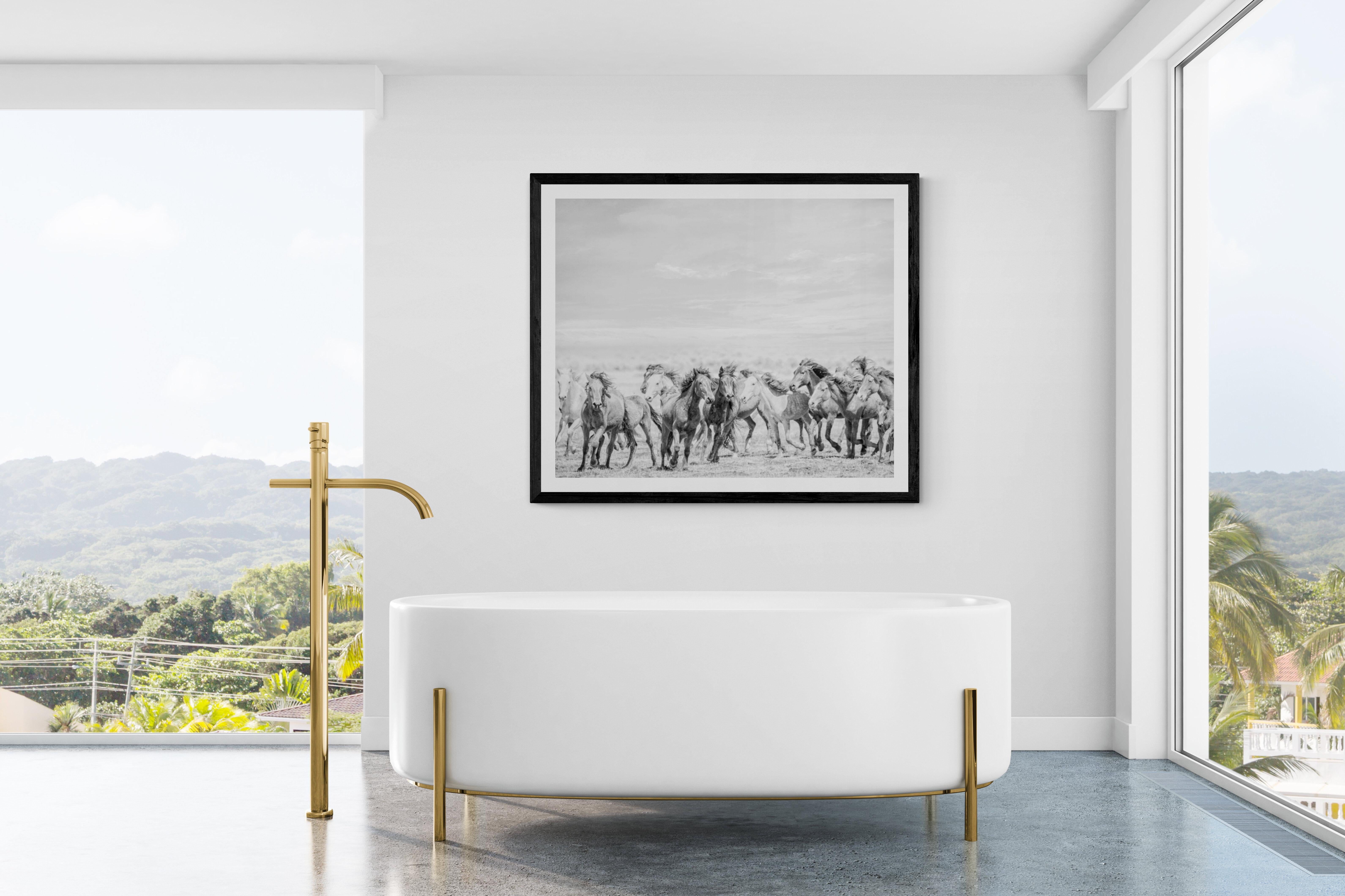 This is a contemporary black and white photograph of wild horses. 
