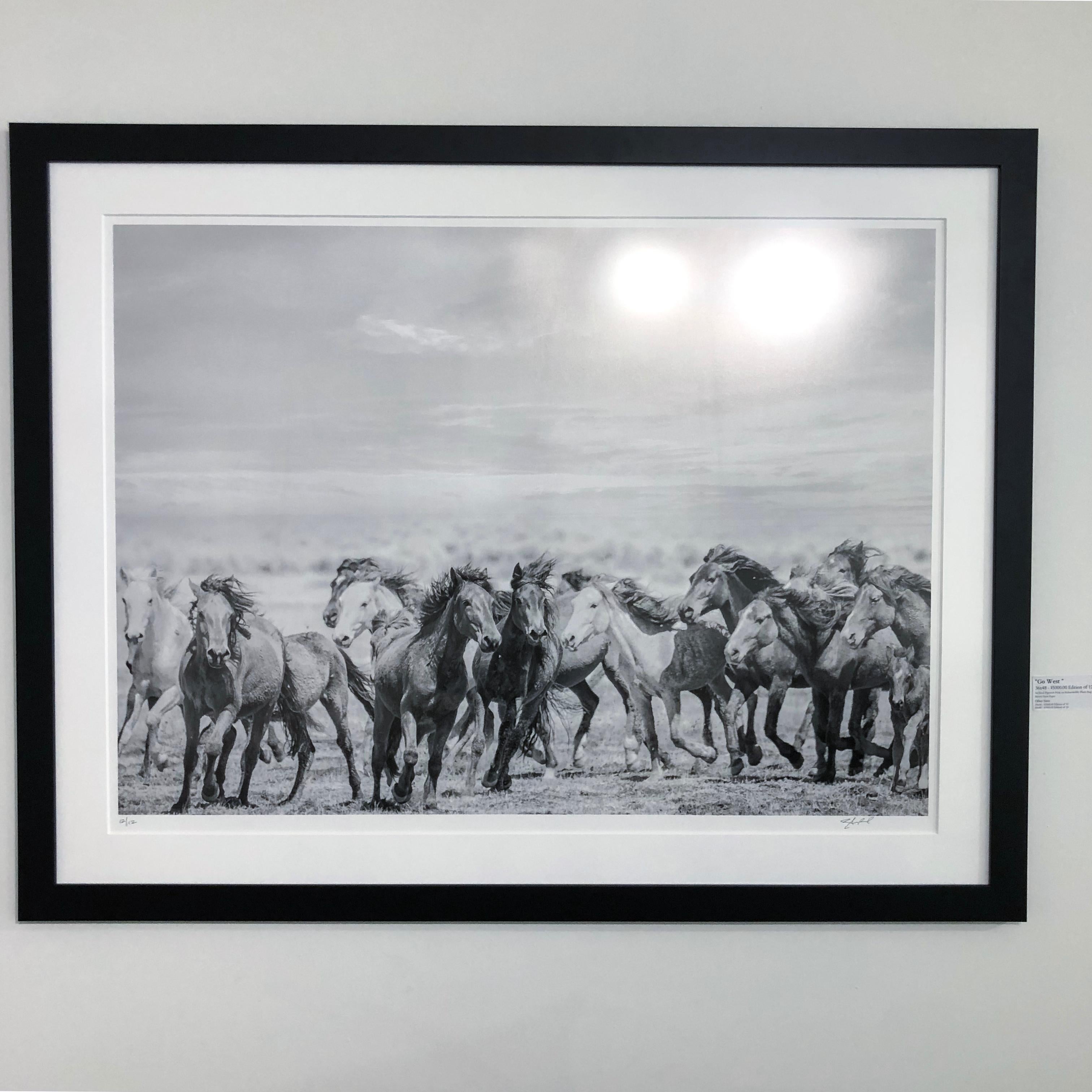 This is a contemporary black and white photograph of wild horses. 
