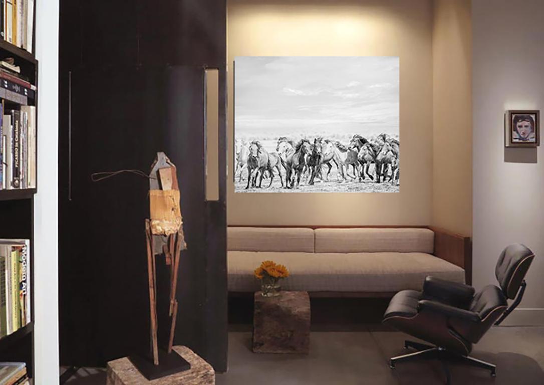 Go West - Photographie noir et blanc 45x60 - Chevaux sauvages - Mustangs non signée en vente 2