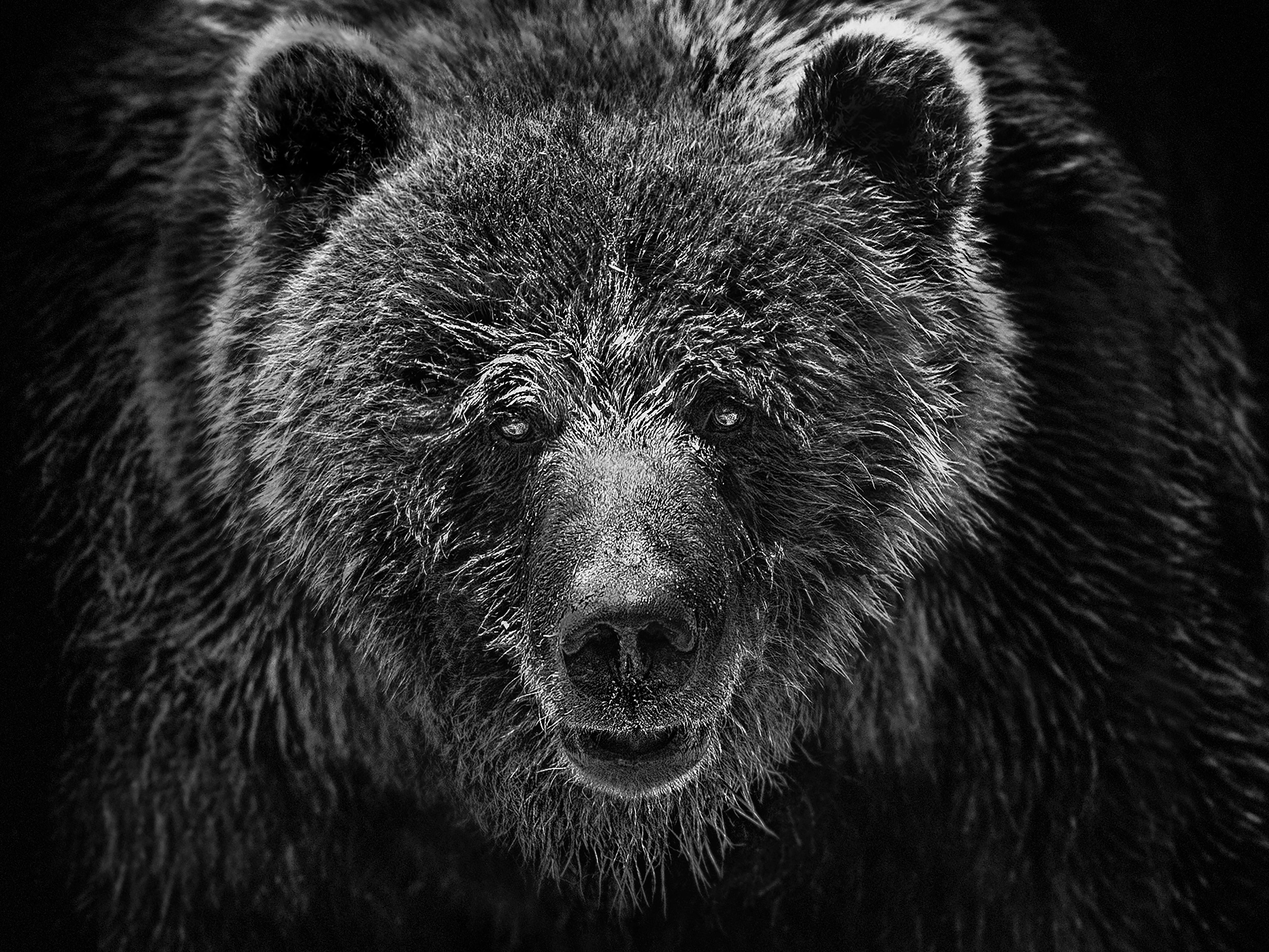 Shane Russeck Animal Print - "Grizzly Portrait" 12x12 - Black and White Photography of a Grizzly Bear 