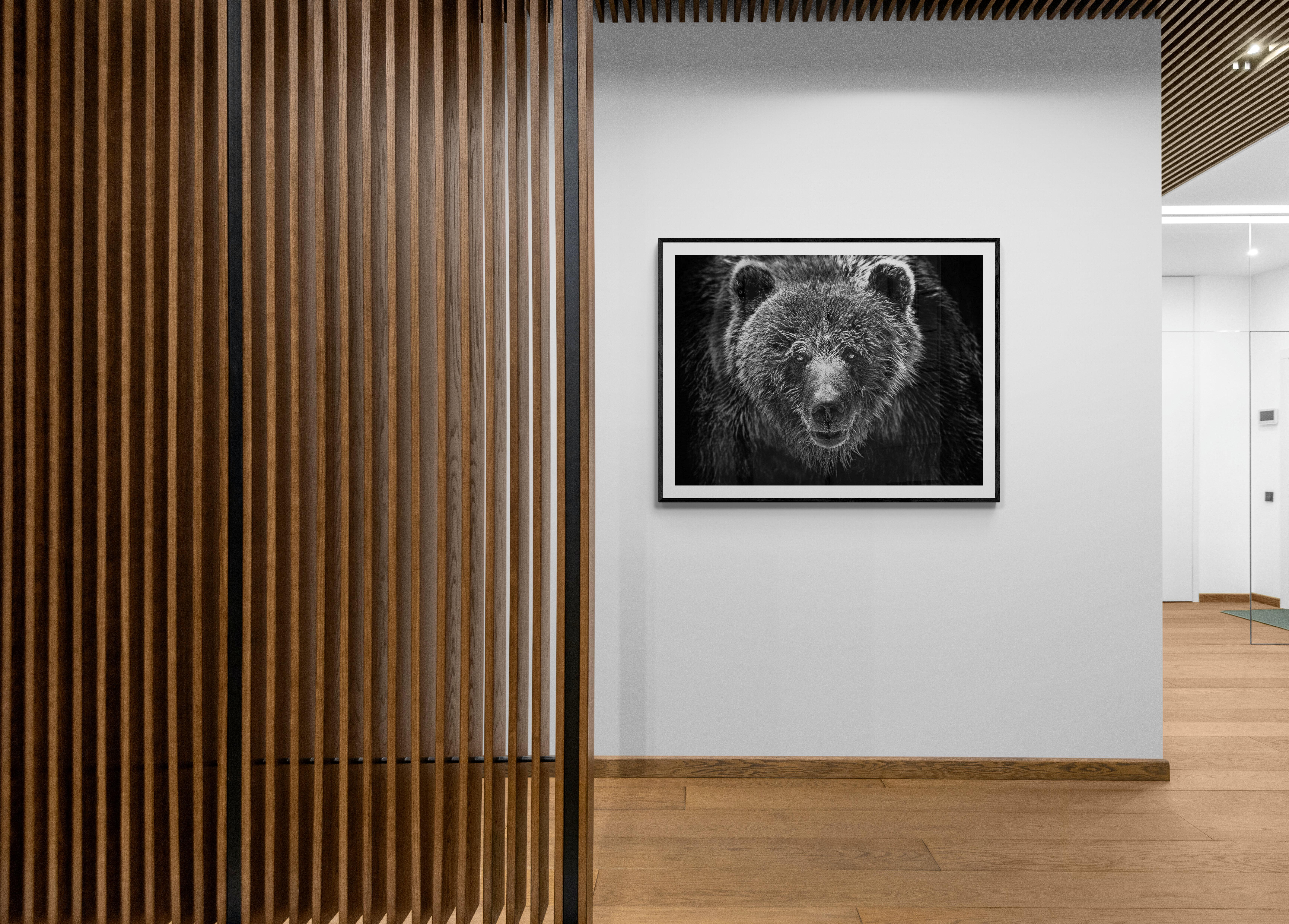 „Grizzly Portrait“ 36x48 – Schwarz-Weiß-Kunst  Fotografie Grizzly-Bär – Print von Shane Russeck