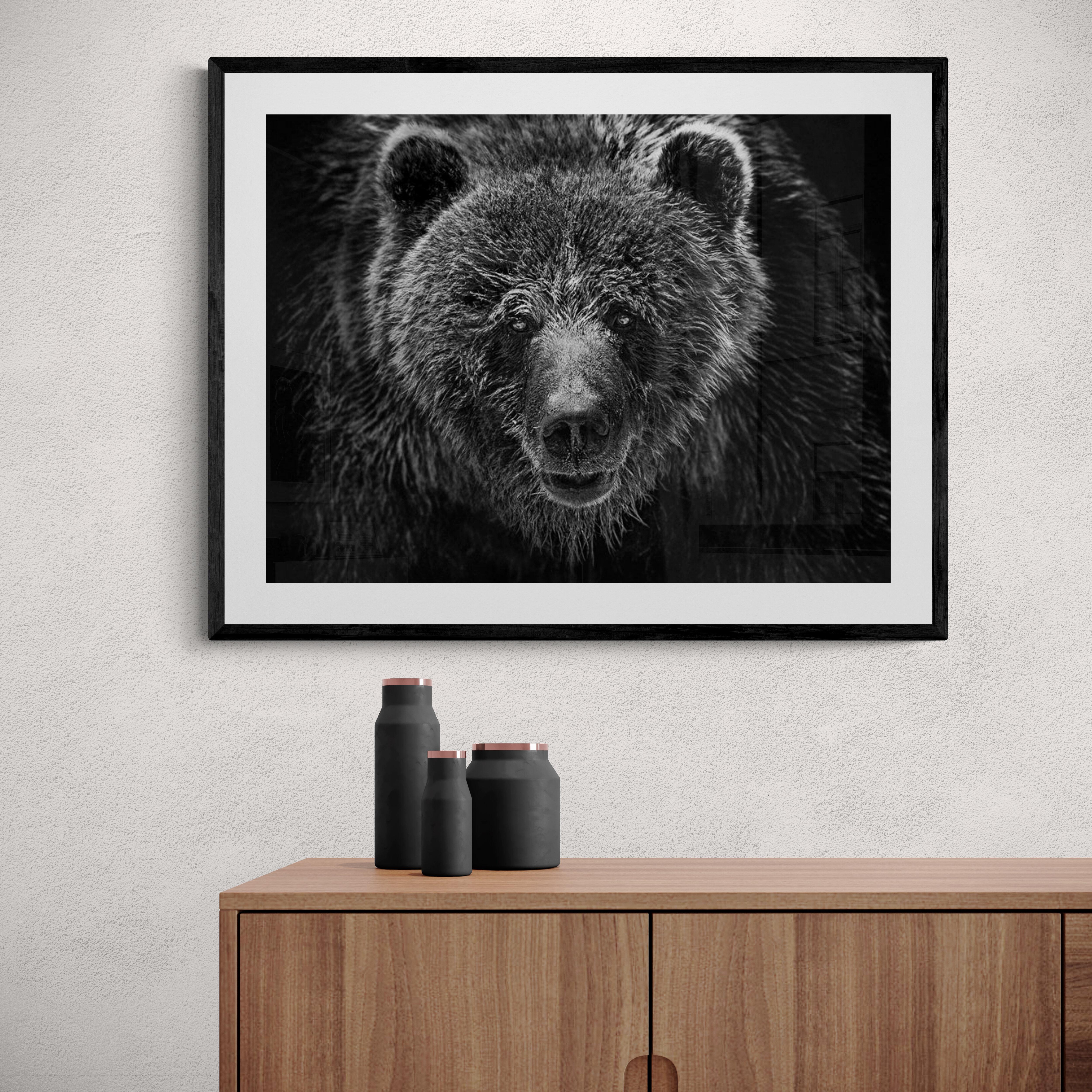 « Grizzly Portrait » 36x48 - Beaux-arts noirs et blancs  Photographie Ours Grizzly Bear  1