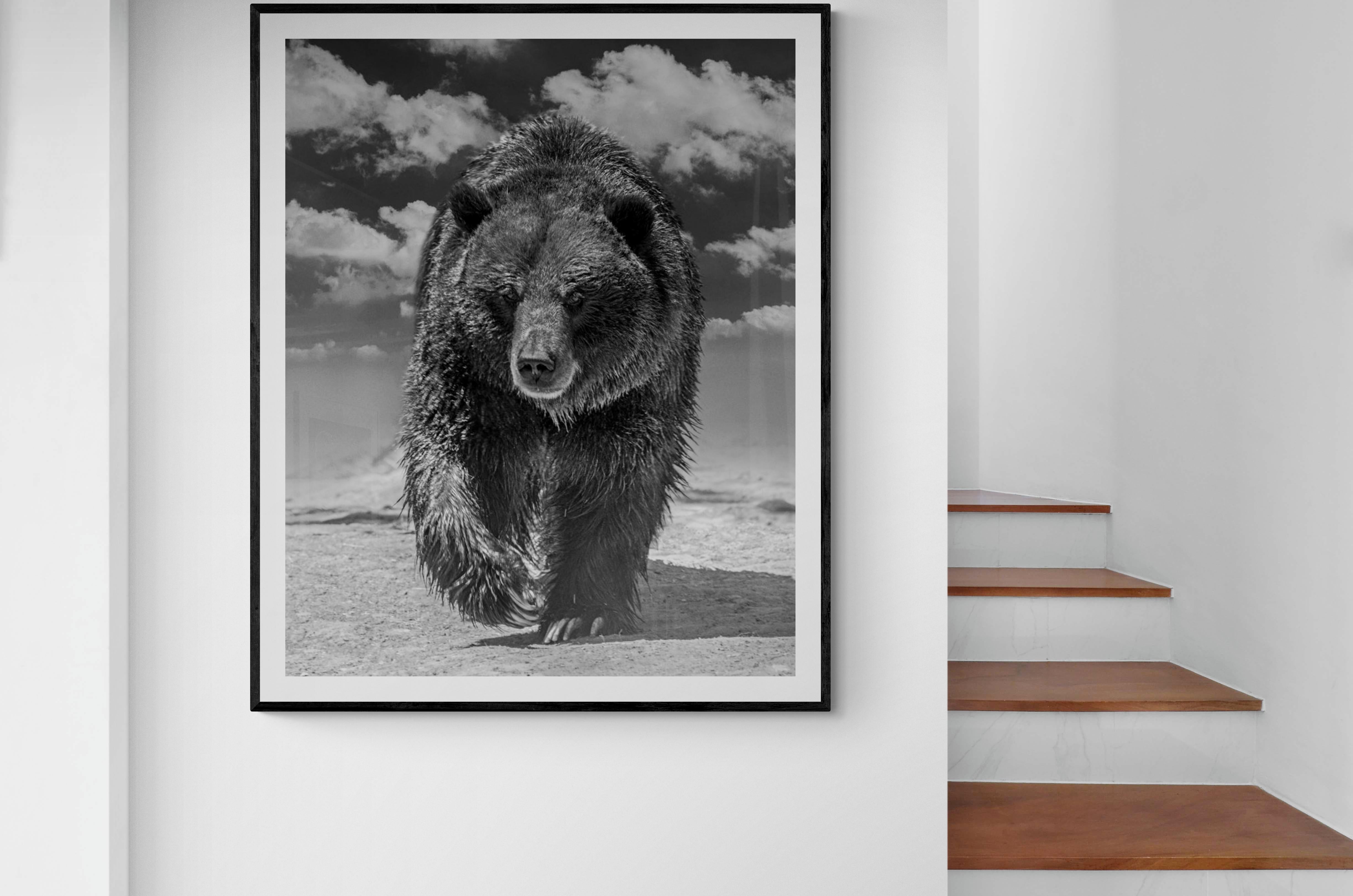 Grizzly Shores 36x48 Schwarz-Schwarz-Weiß-Fotografie Grizzly-Bär, unsigniert (Grau), Black and White Photograph, von Shane Russeck