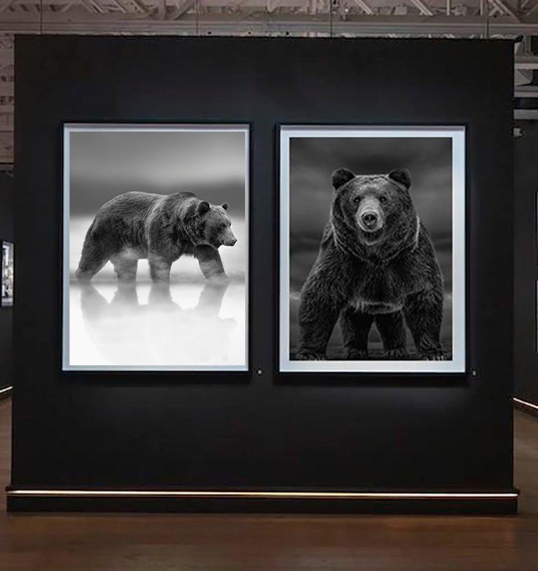 Grizzly Shores 40 x 28 - Photographie d'ours gris en noir et blanc en vente 1