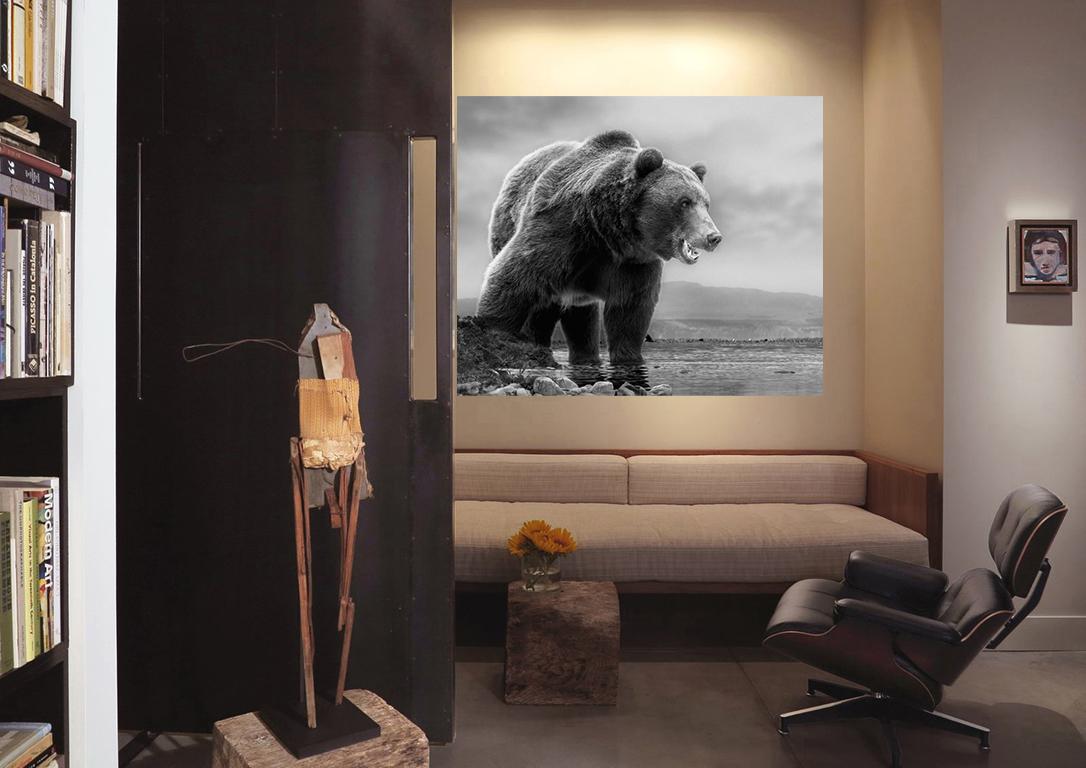 Grizzly Shores 40 x 28 - Black and White Photograph Photography Grizzly Bear For Sale 4