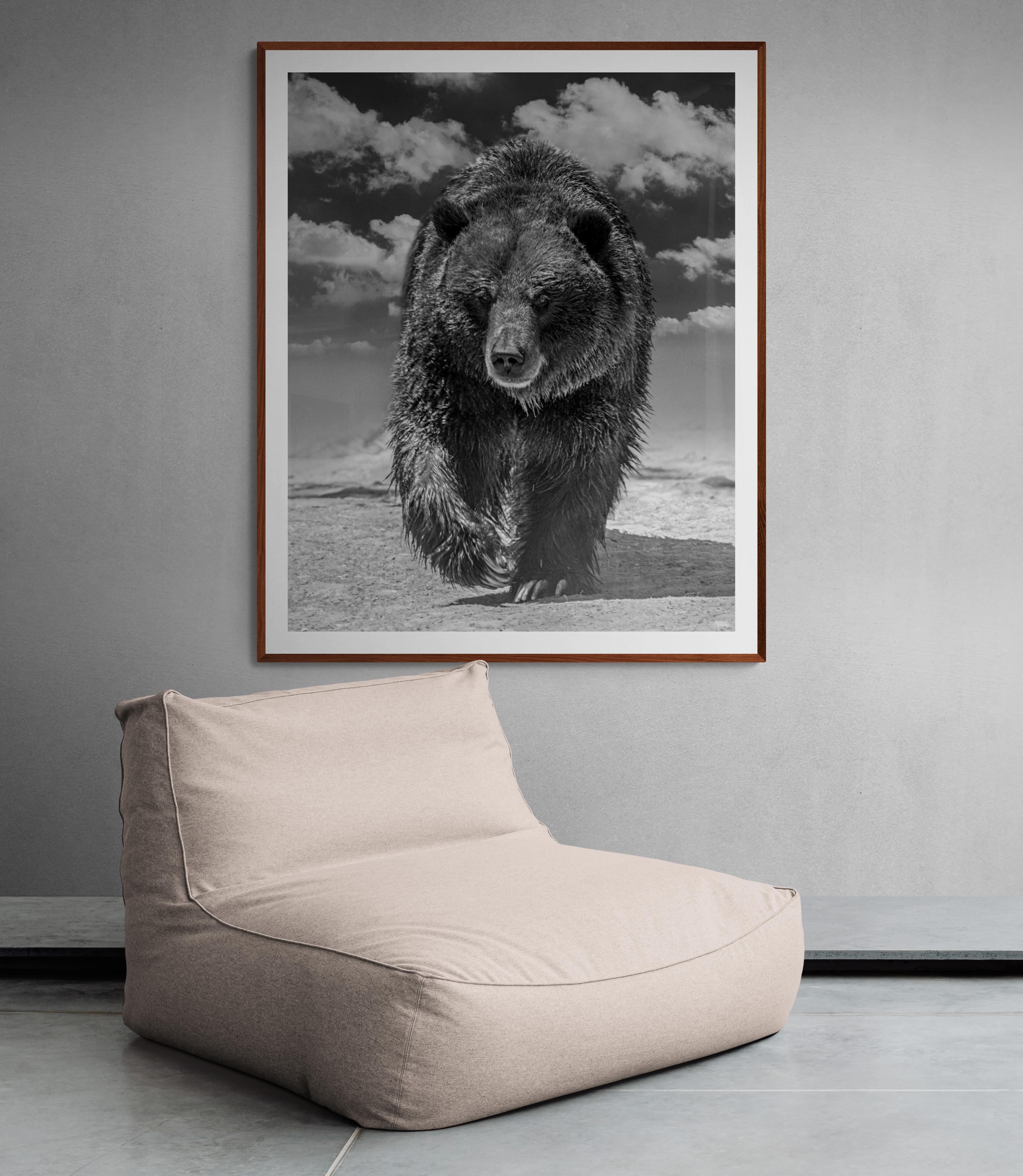 « Grizzly Shores » 40x60 - Photographie en noir et blanc  Grizzly Bear, œuvre d'art signée 3